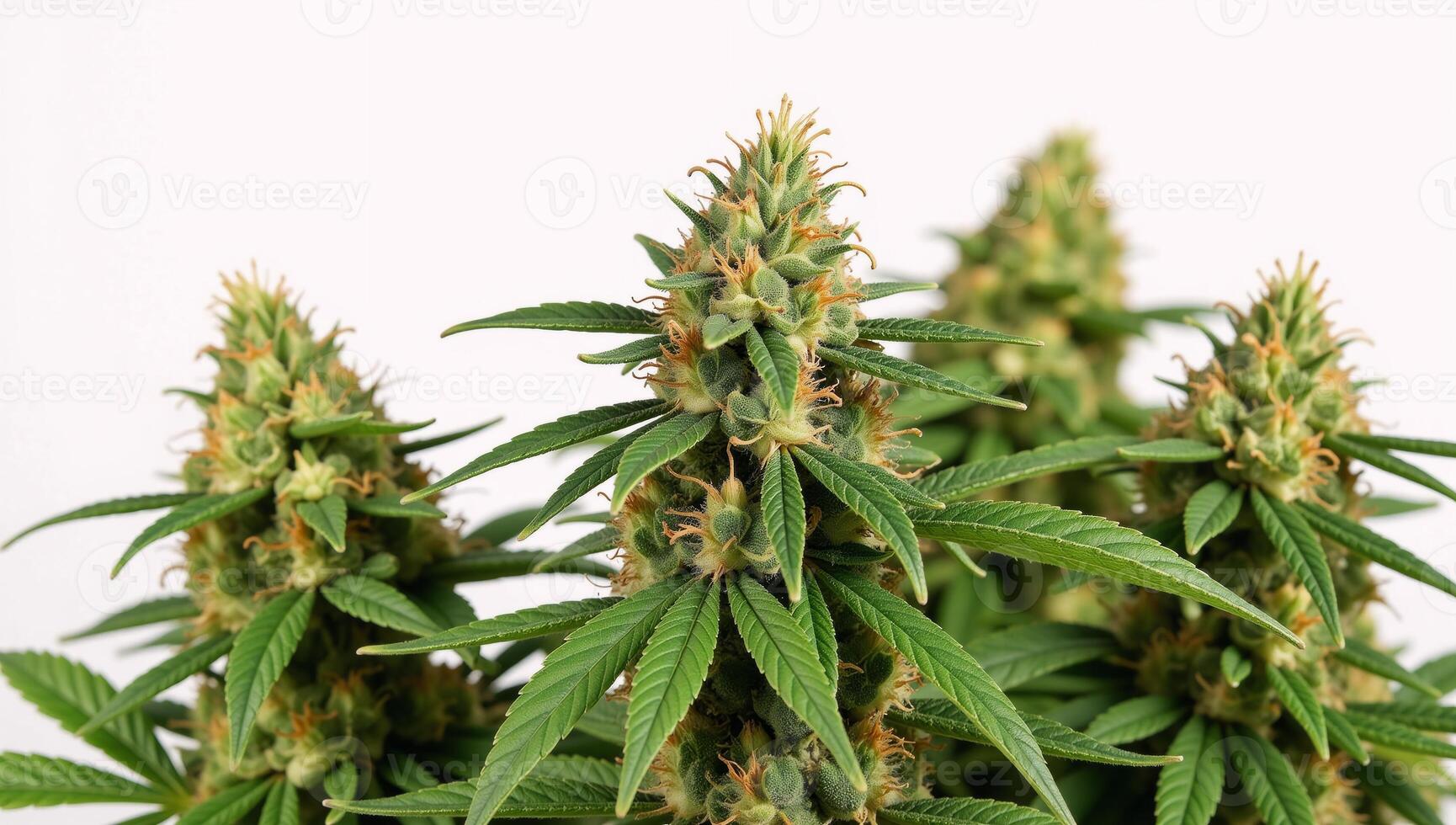 A bunch of marijuana plants arranged neatly on a pristine white background photo