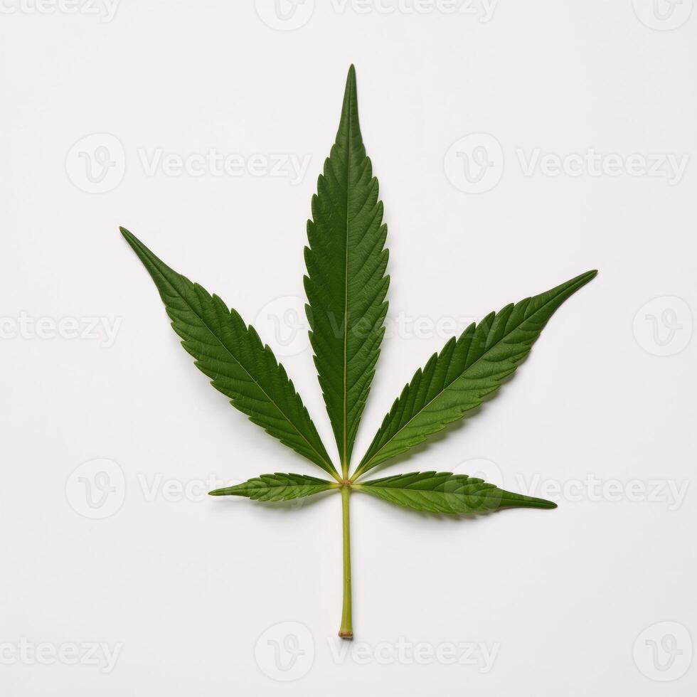 Isolated marijuana leaf on pure white backdrop Symbolizes natural growth wellness cannabis industry photo