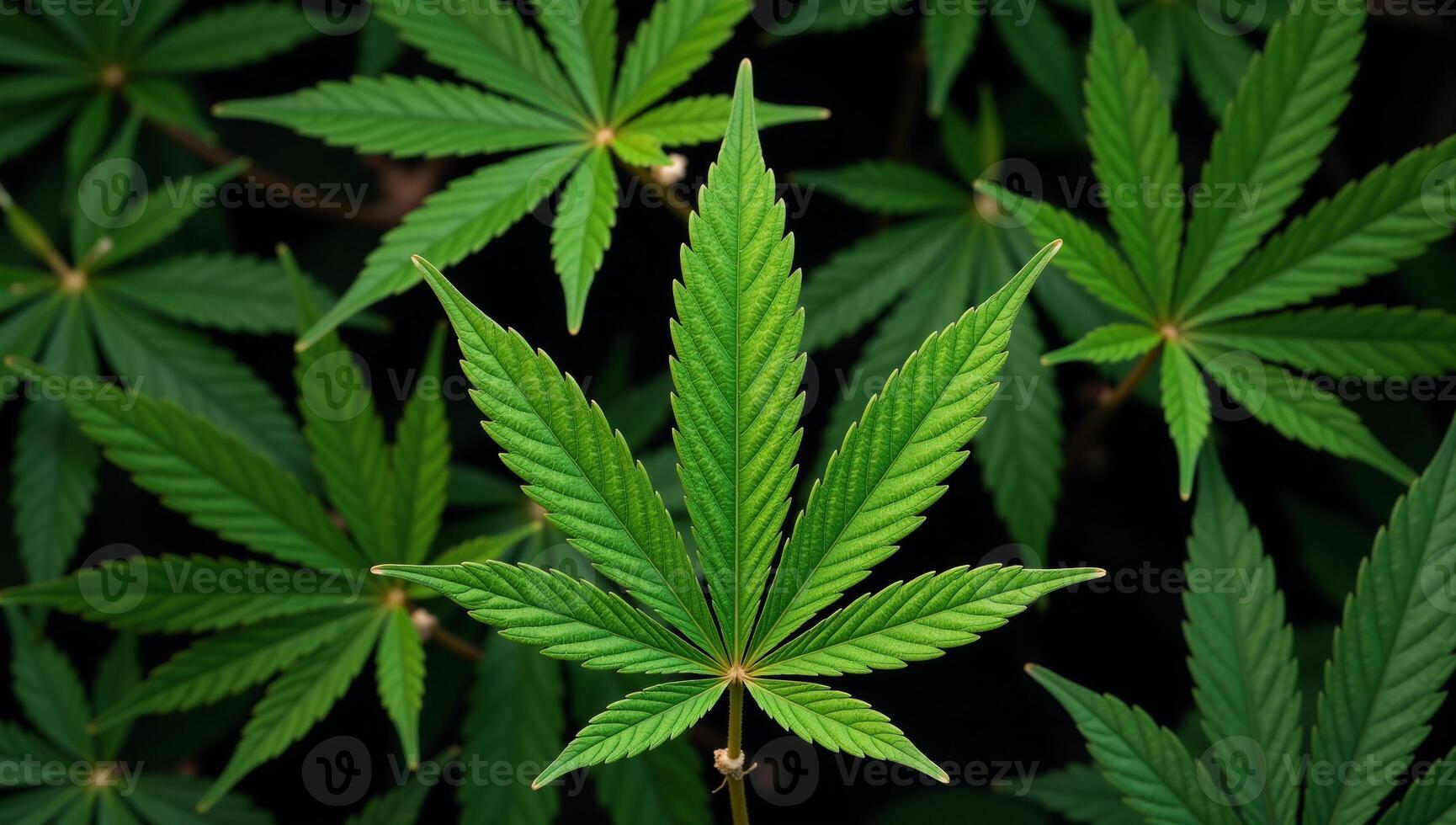Marijuanathemed seamless pattern with a focus on intricate cannabis leaves design photo