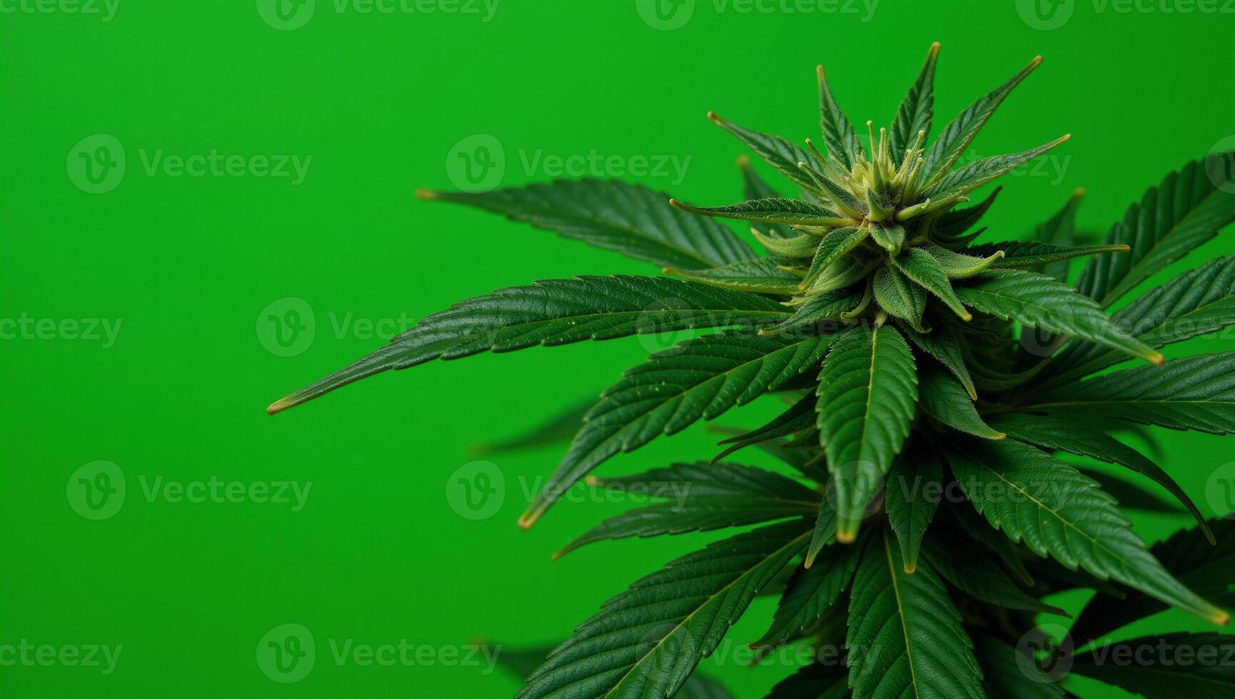 Dense green cannabis leaf backdrop featuring various leaves as the main foliage photo