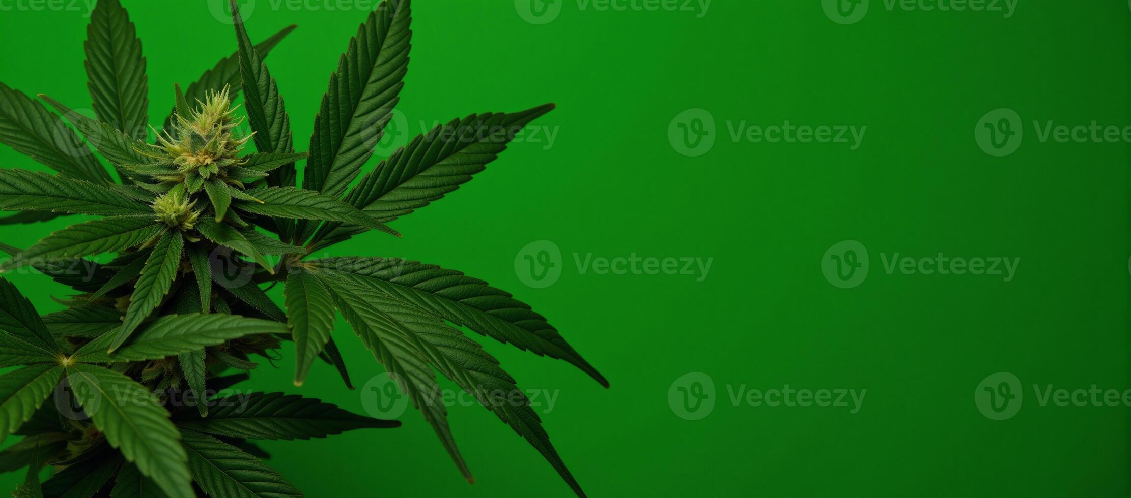 Dense green cannabis leaf backdrop featuring various leaves as the main foliage photo
