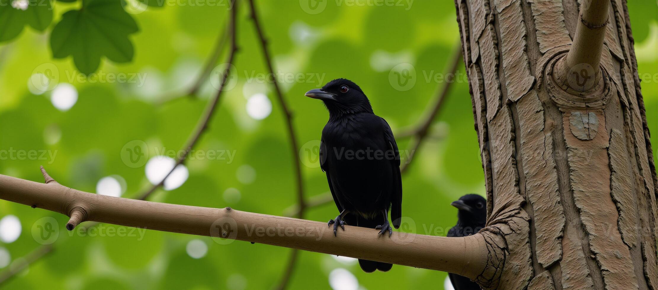 A pair of birds with one leaning on an extended branch photo