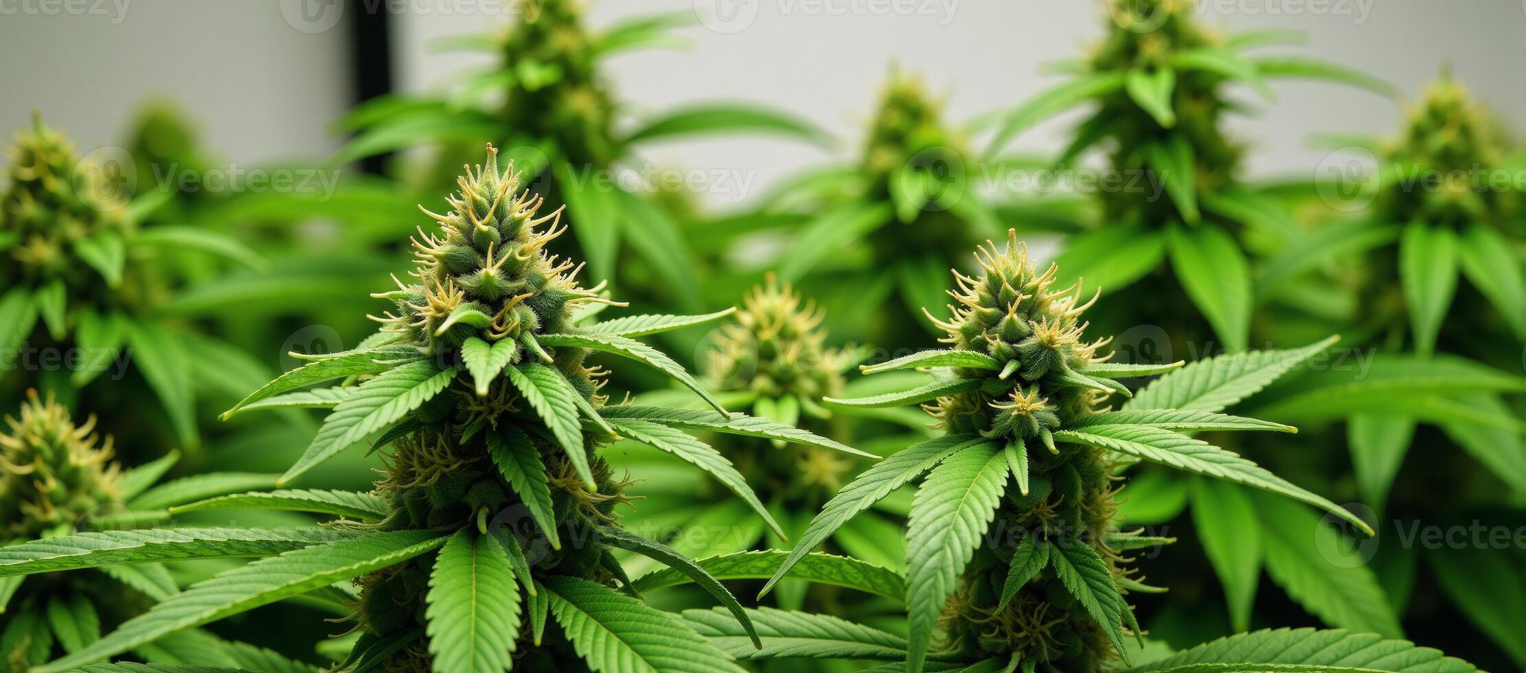 Image portrays marijuana cannabis Stevia and hemp plants with connotations associated with drugs like dope pot or grass photo