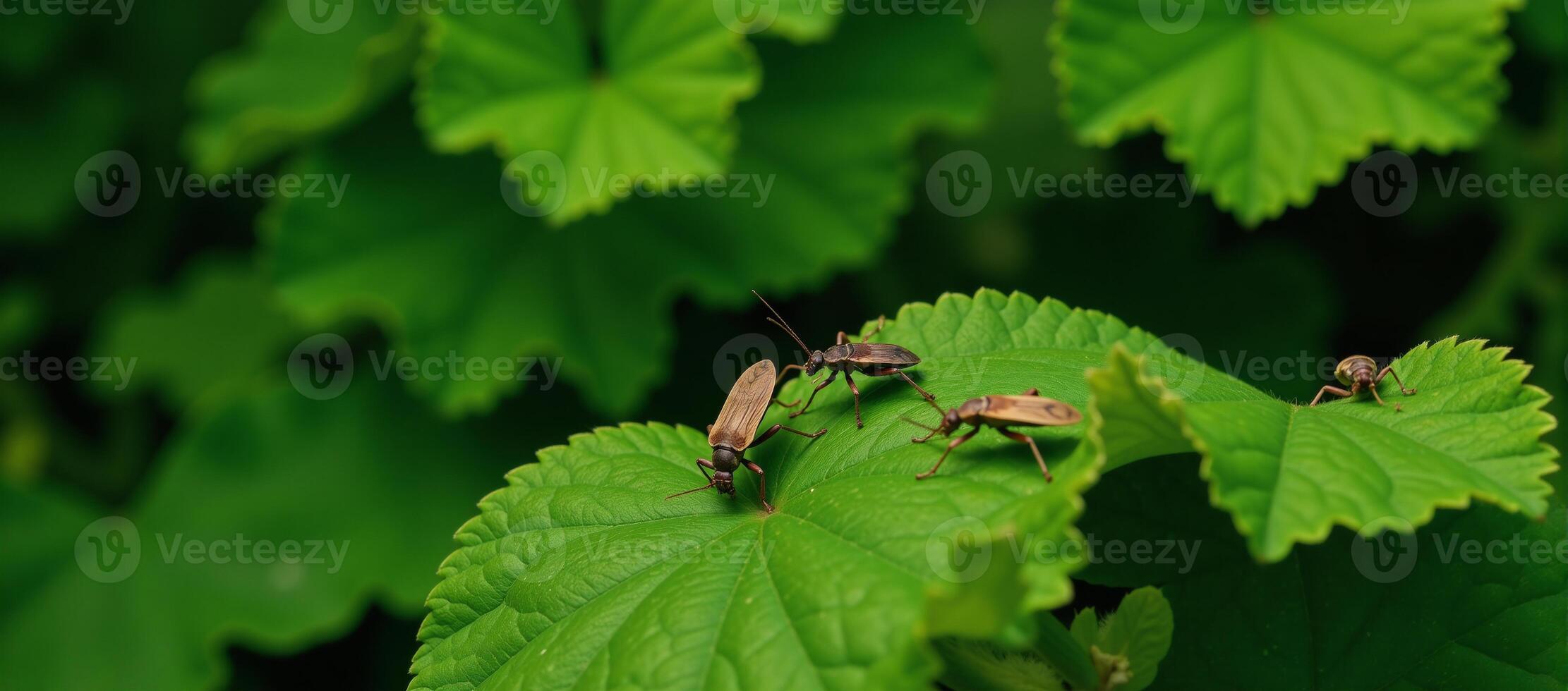 Bugs sitting on lush greenery detailed insects and plant life photo