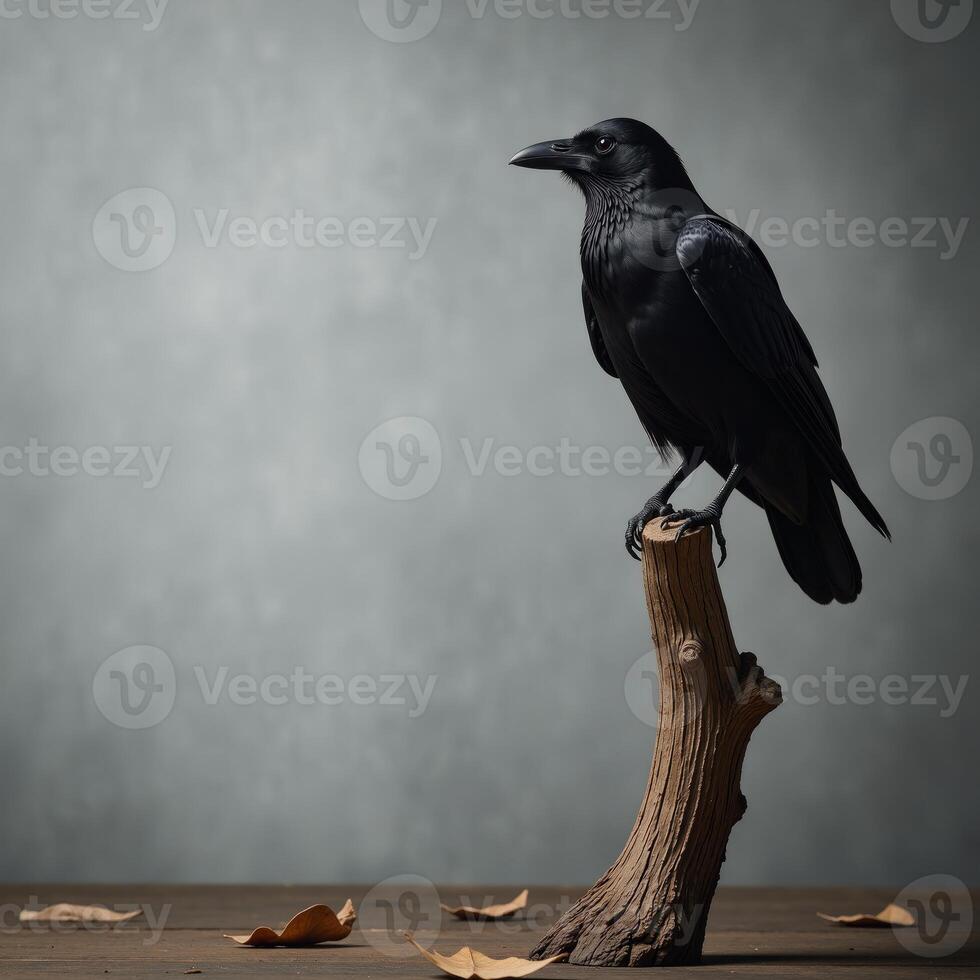 Black raven on a Halloweenthemed distressed gray backdrop in minimalist style photo