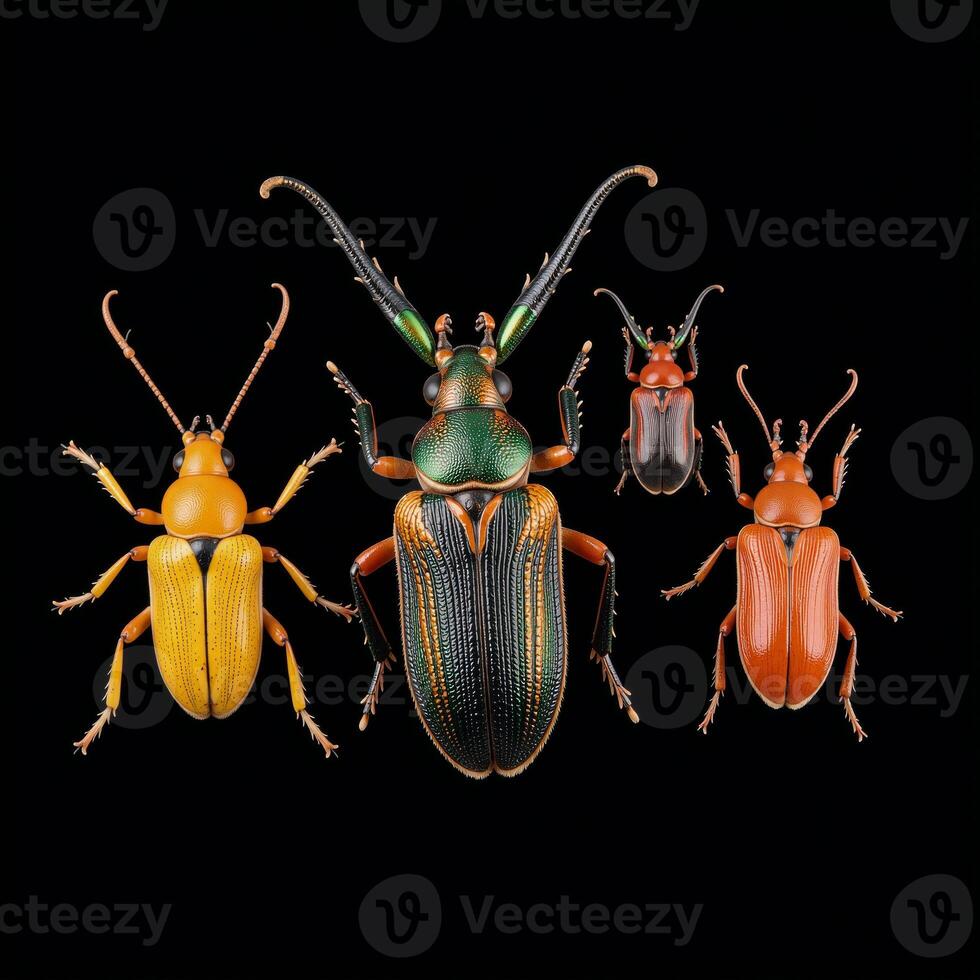 Colorful bugs and beetles displayed against a dark backdrop from above photo