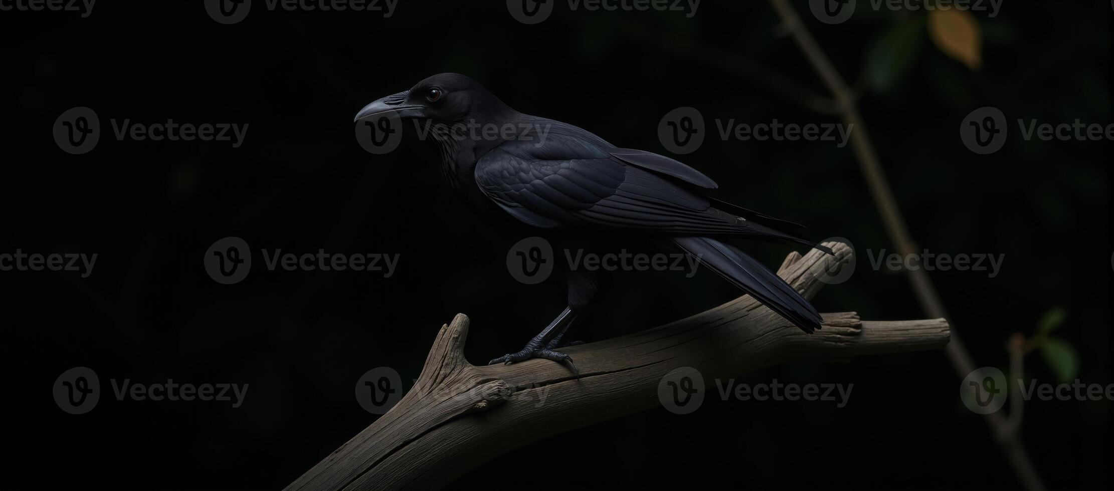 A gloomy raven perched somberly on a bare tree limb against a backdrop of darkness photo