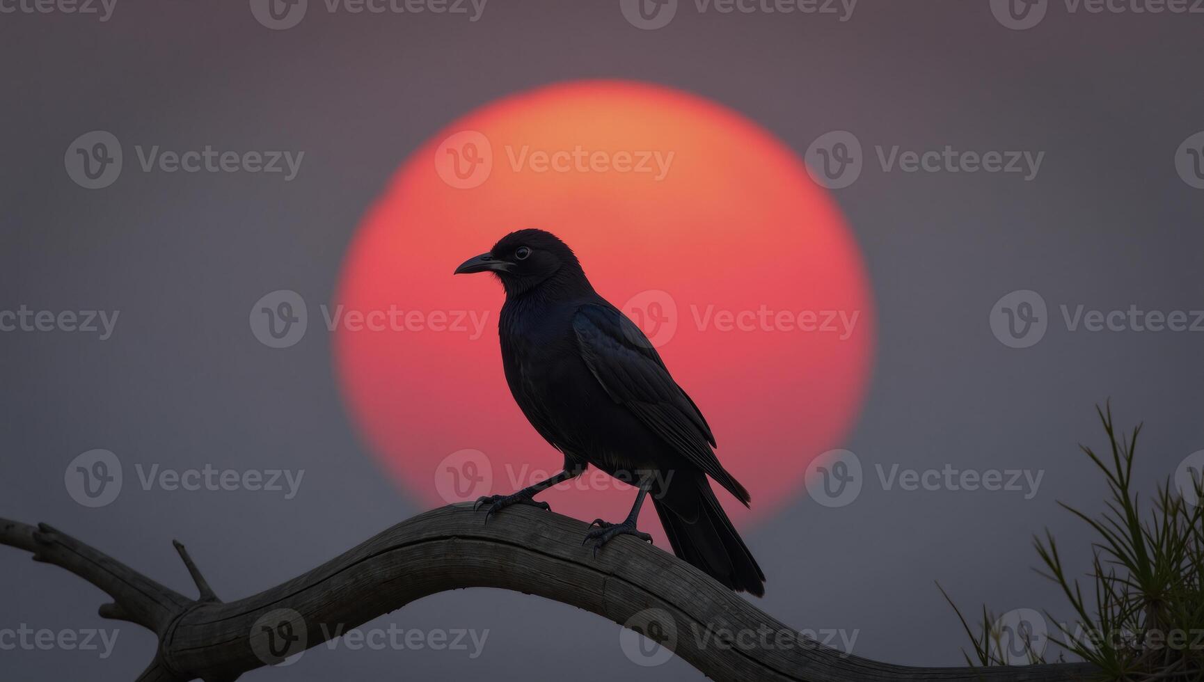 Black bird sitting on a tree branch before a giant red sun photo