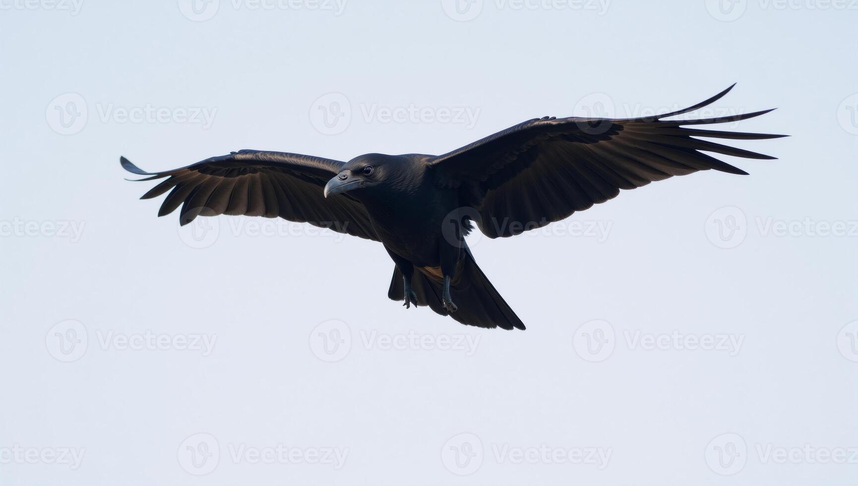 Flying black raven with regal grace photo