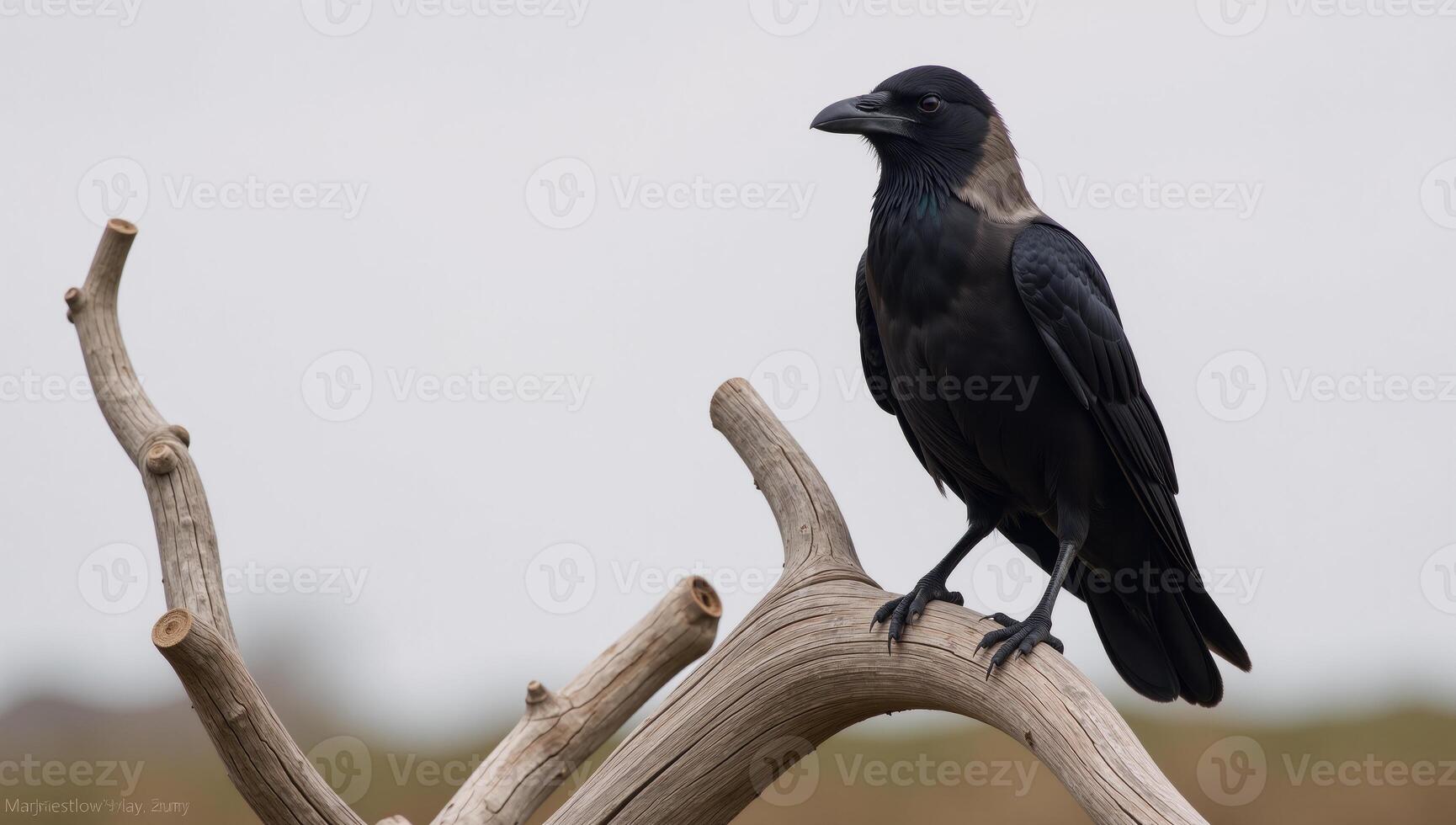 A raven perched majestically upon a tree limb photo