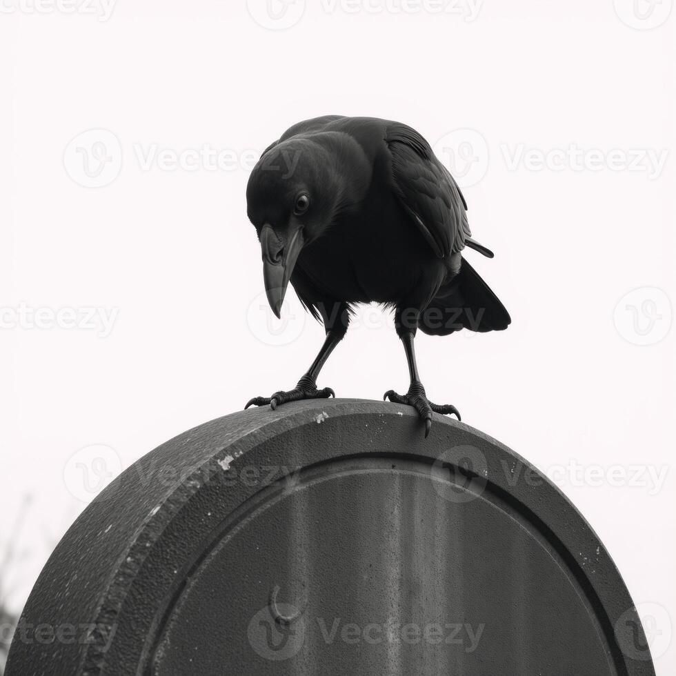 Creepy crow sitting atop a grave marker against a plain white backdrop photo