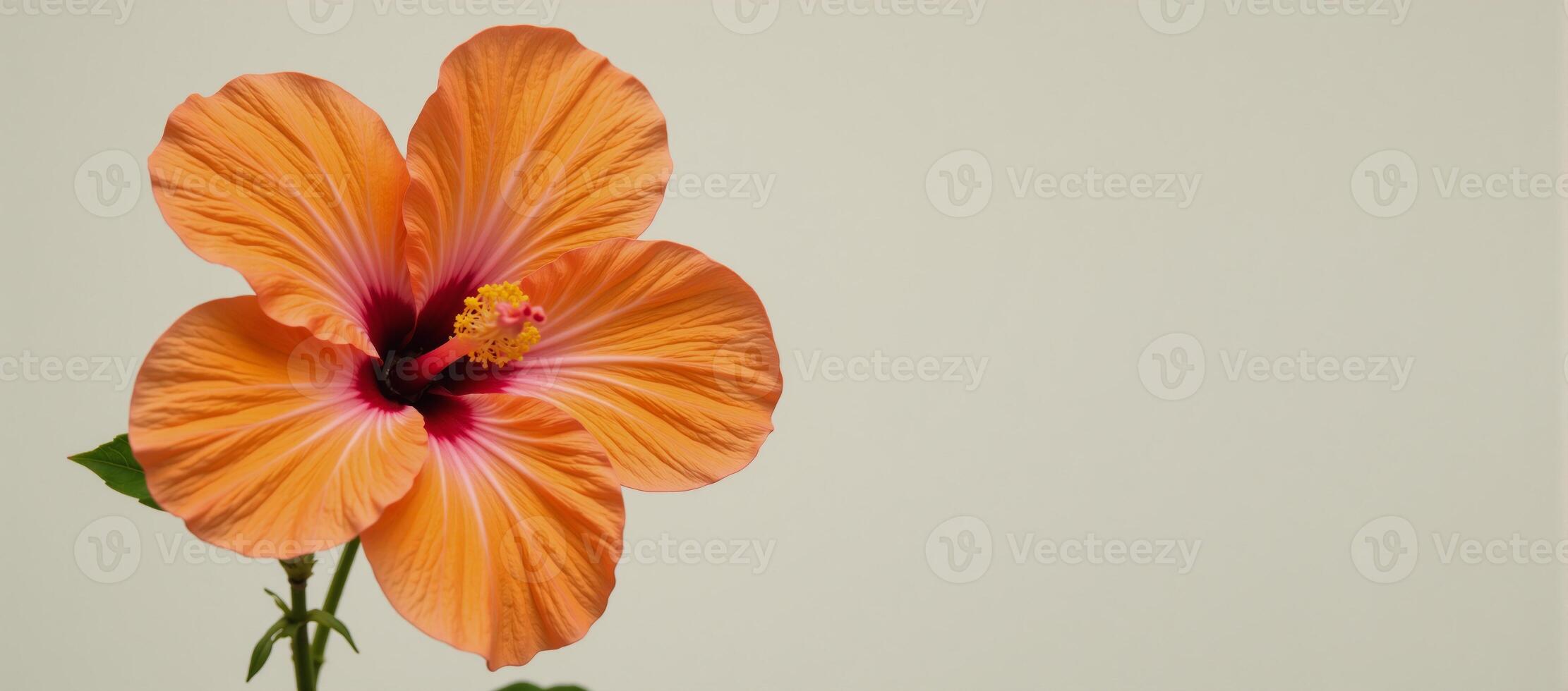 an orangecolored hibiscus flower against a blank background photo