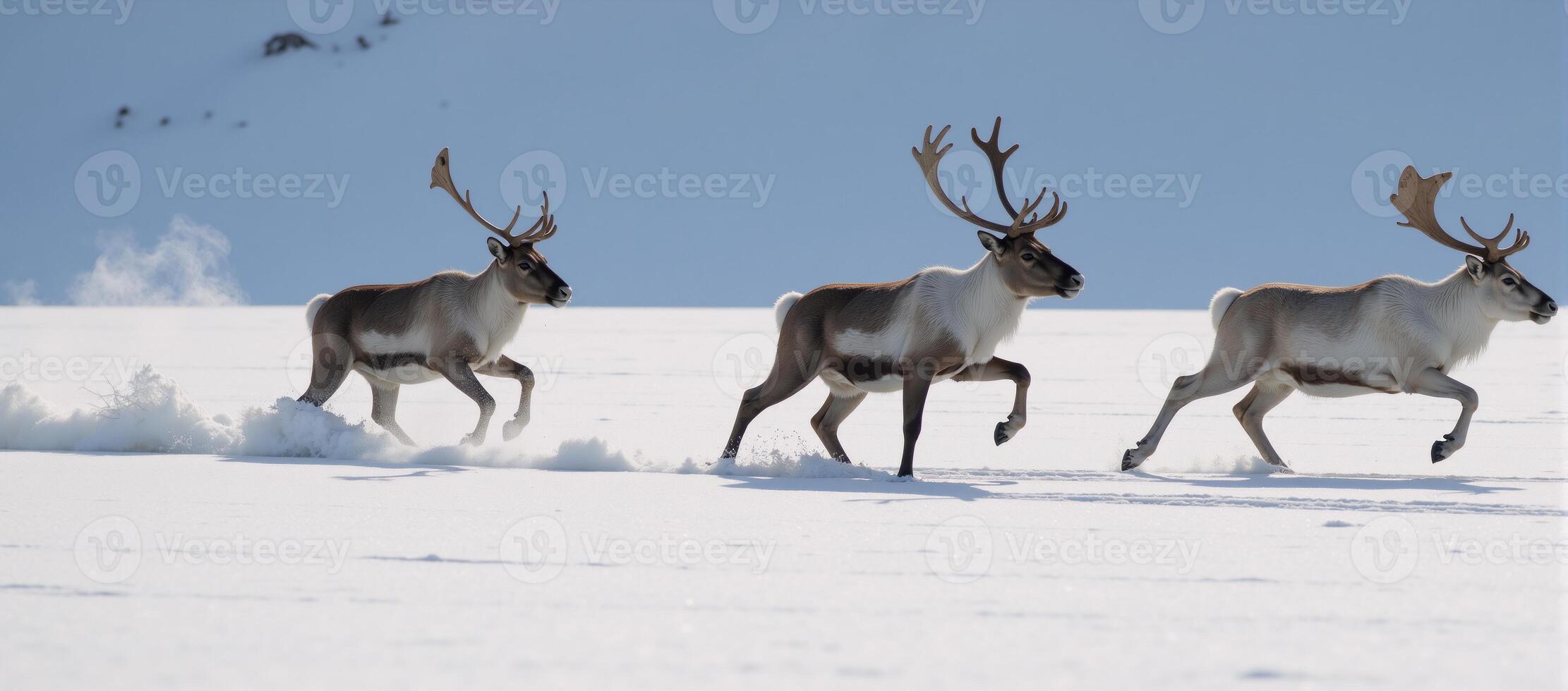 Reindeer sledding through winter wonderland photo