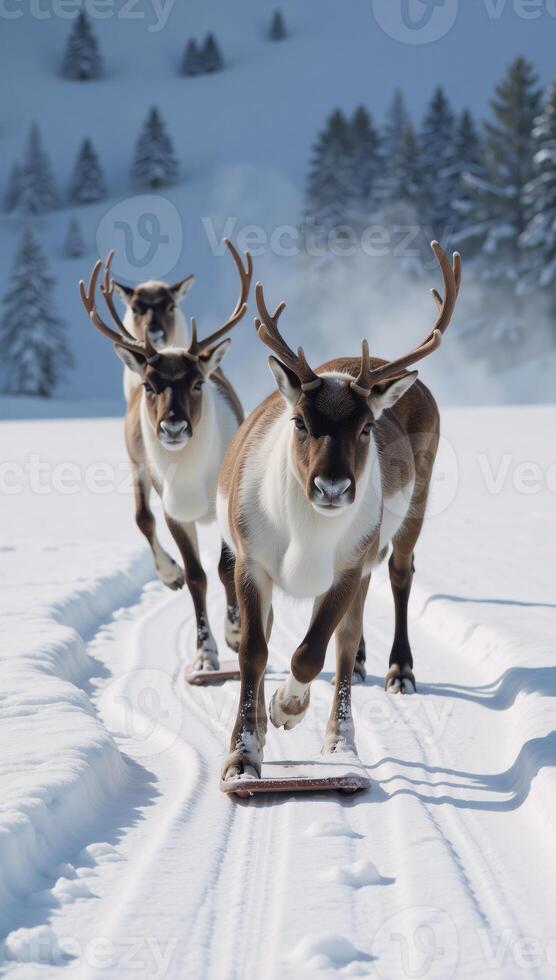 Reindeer sledding through winter wonderland photo