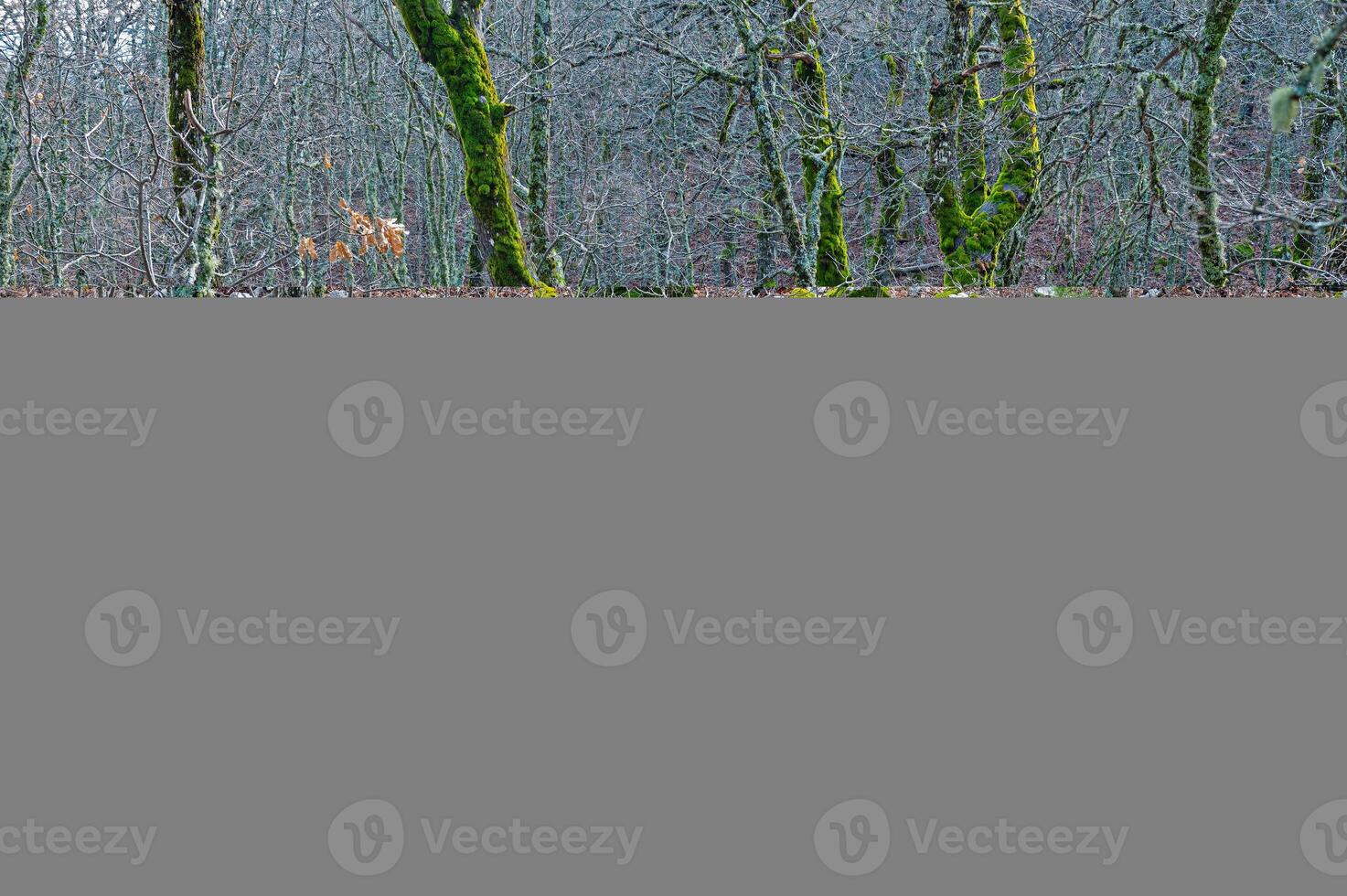 Oak trees covered with green-coloured moss in Quercus vulcanica forest. Leucobryum glaucum. photo