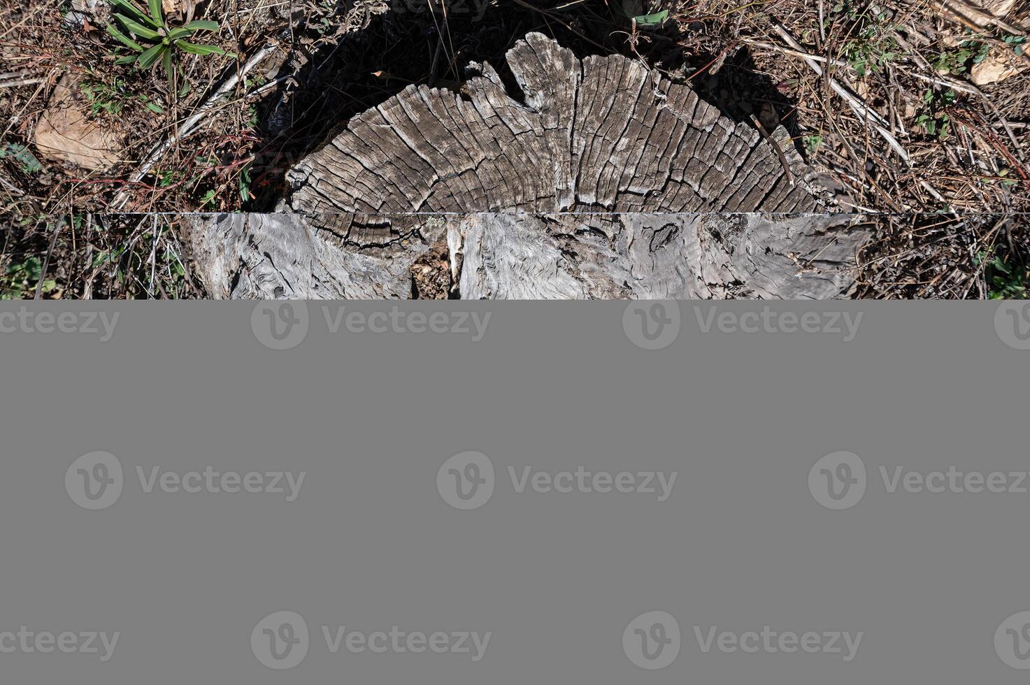 The natural texture of a brown pine tree cut in nature. photo