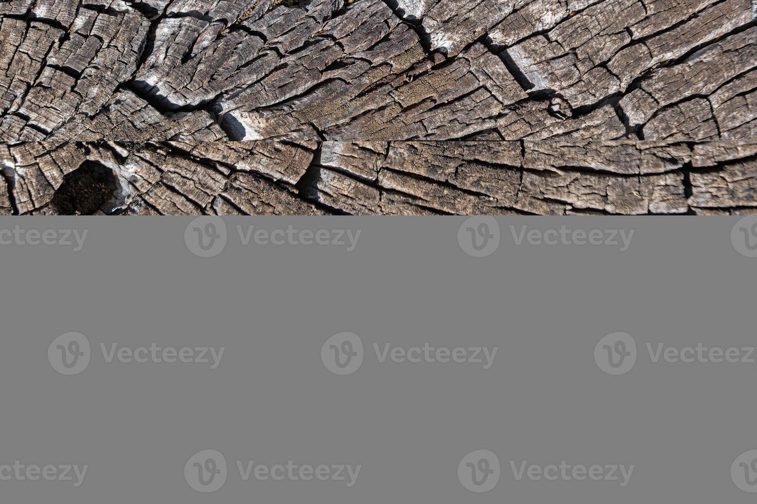 The natural texture of a brown pine tree cut in nature. photo