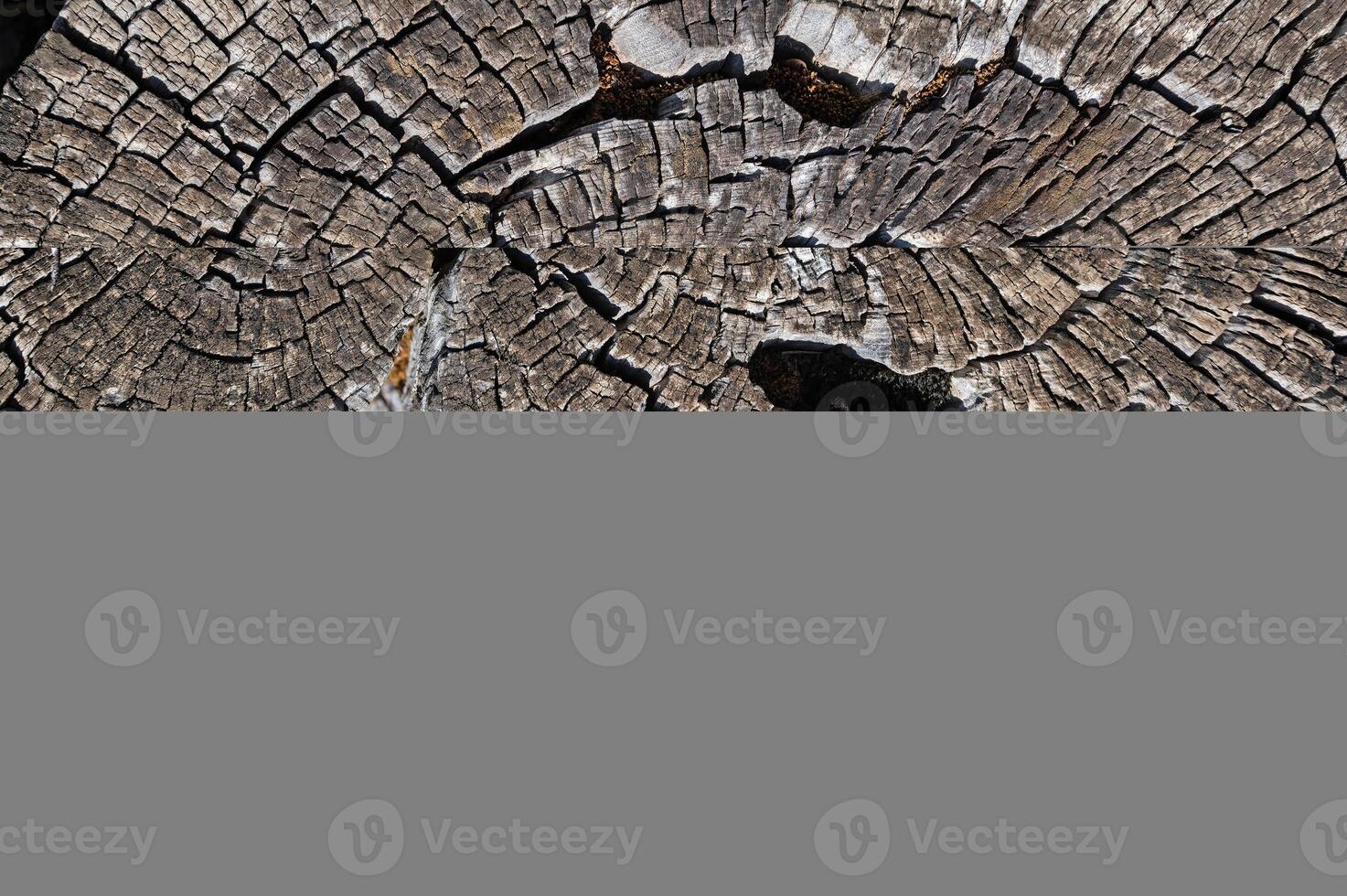The natural texture of a brown pine tree cut in nature. photo