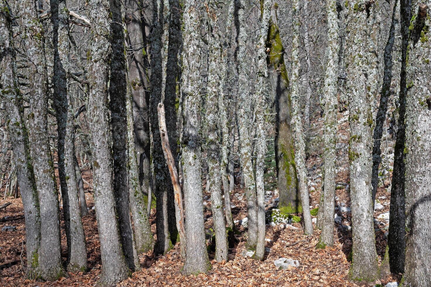Quercus vulcanica is one of the endemic species of Turkey. photo