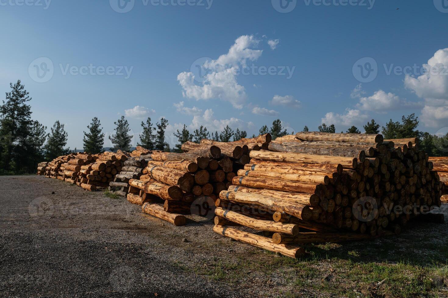 Felled trees stacked in the forest store. photo