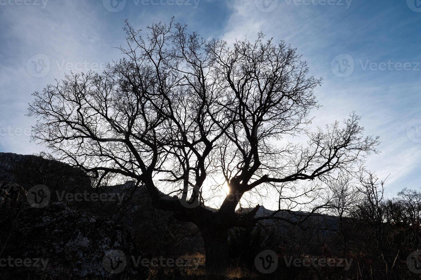 Silhouette of old oak tree at sunset. photo