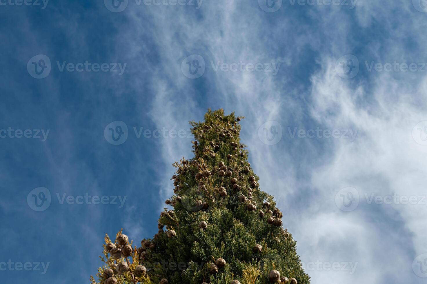 The tree, also known as cemetery cypress in Turkey, and its small cones. Cupressus sempervirens, cloudy sky background. photo