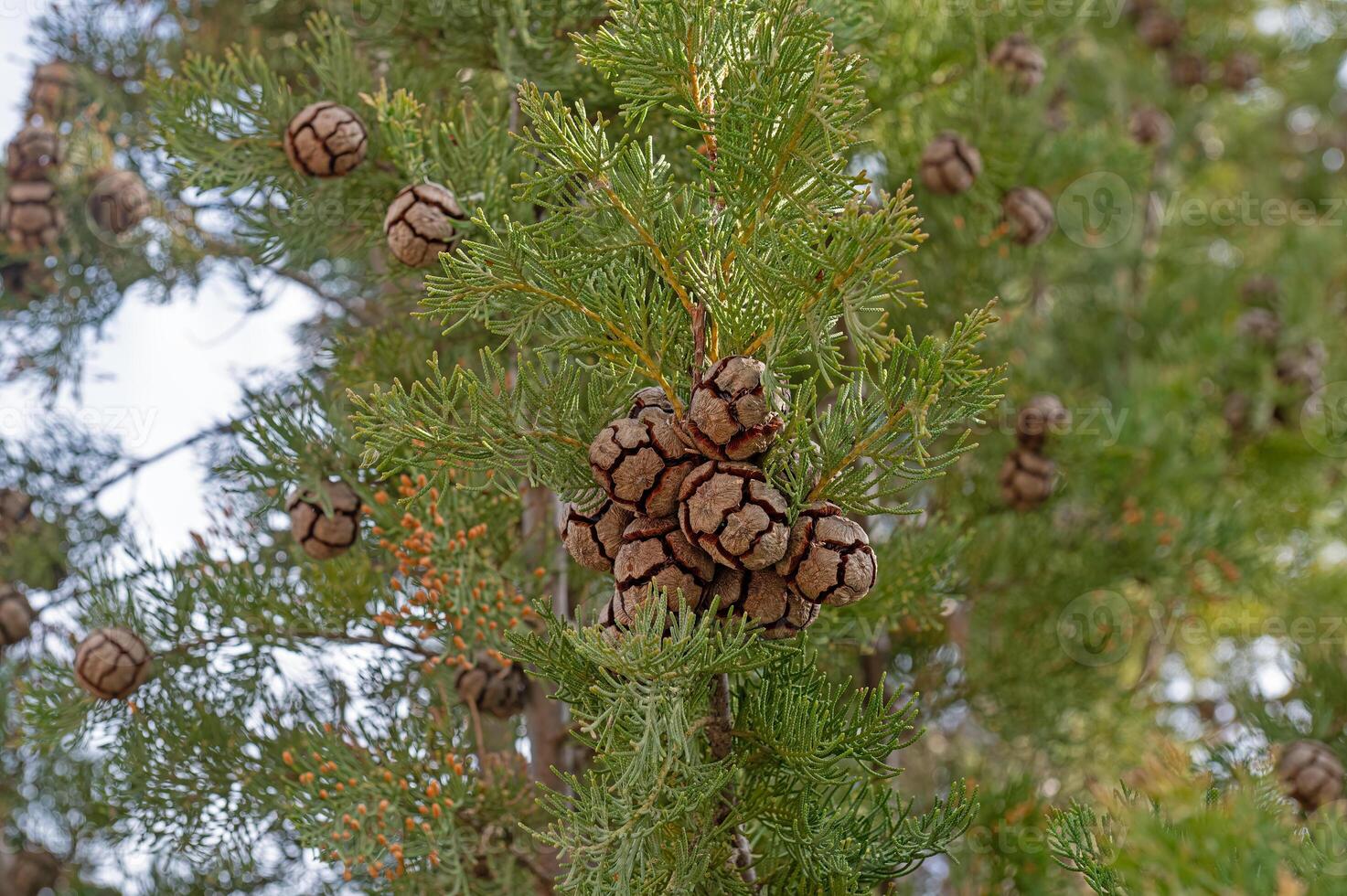 The tree and its small cones, also known as cemetery cypress in Turkey. Cupressus sempervirens. photo