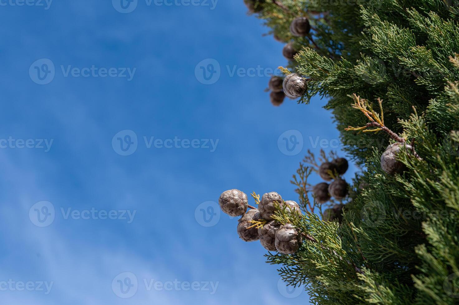 The tree, also known as cemetery cypress in Turkey, and its small cones. Cupressus sempervirens, cloudy sky background. photo