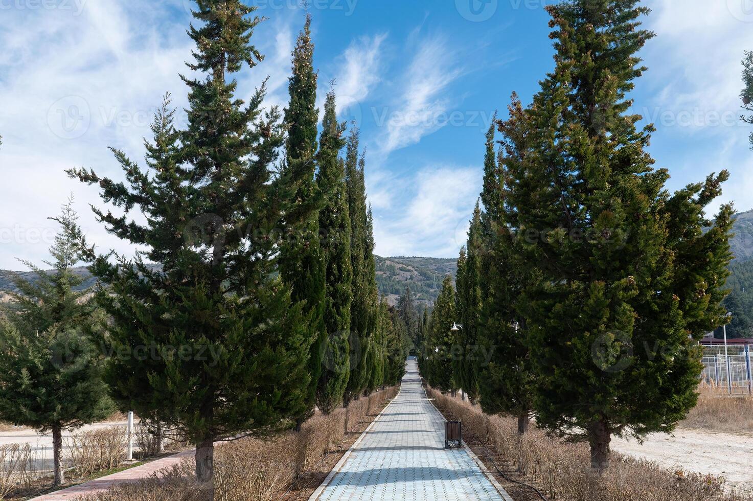 Walking path with cypress trees around it. photo