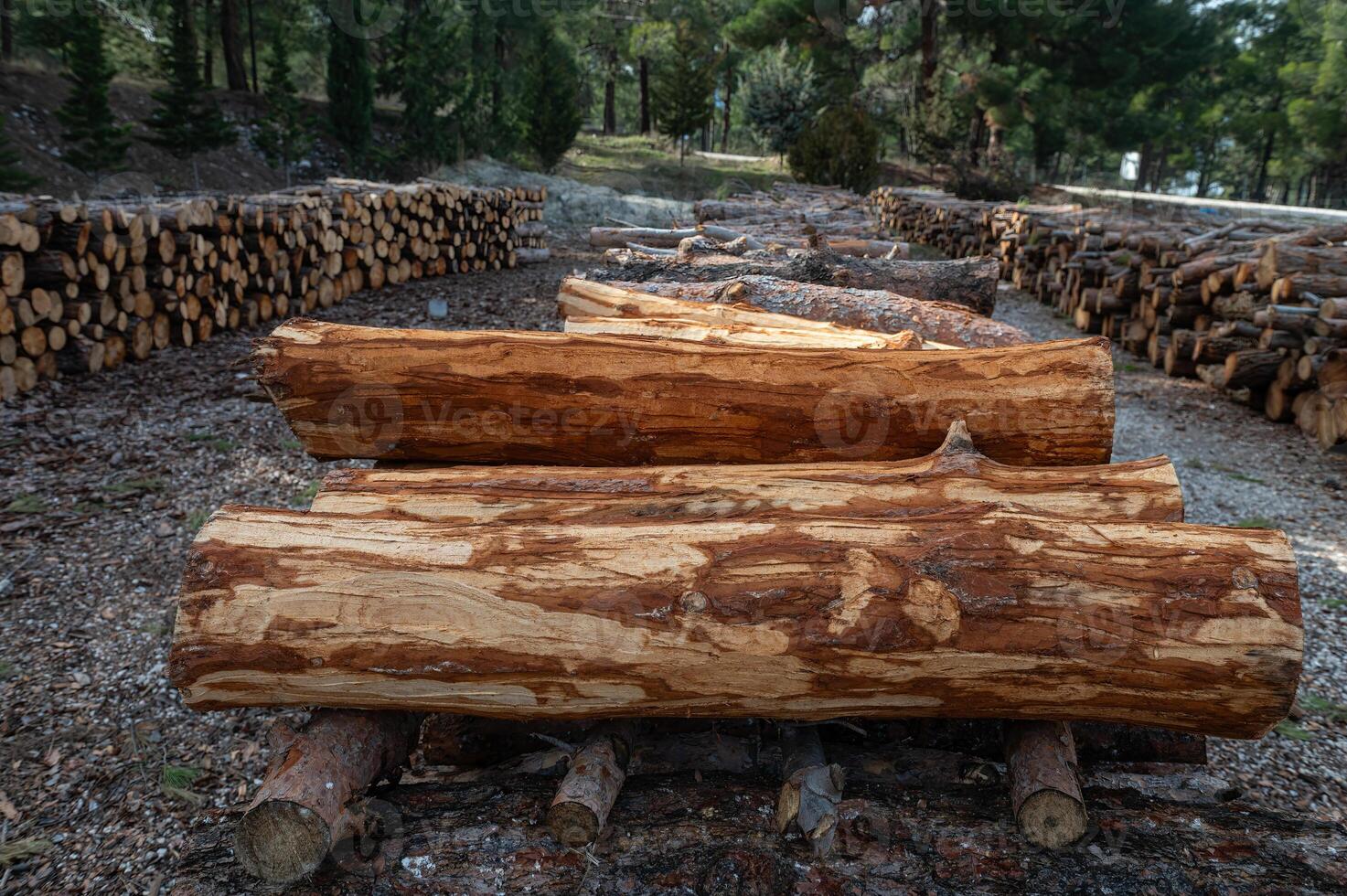 Tree stumps piled up in the forest. Pine logs with the bark peeled off. photo