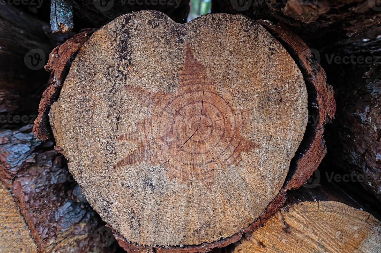 The texture of the annual rings of a pine tree stump. photo