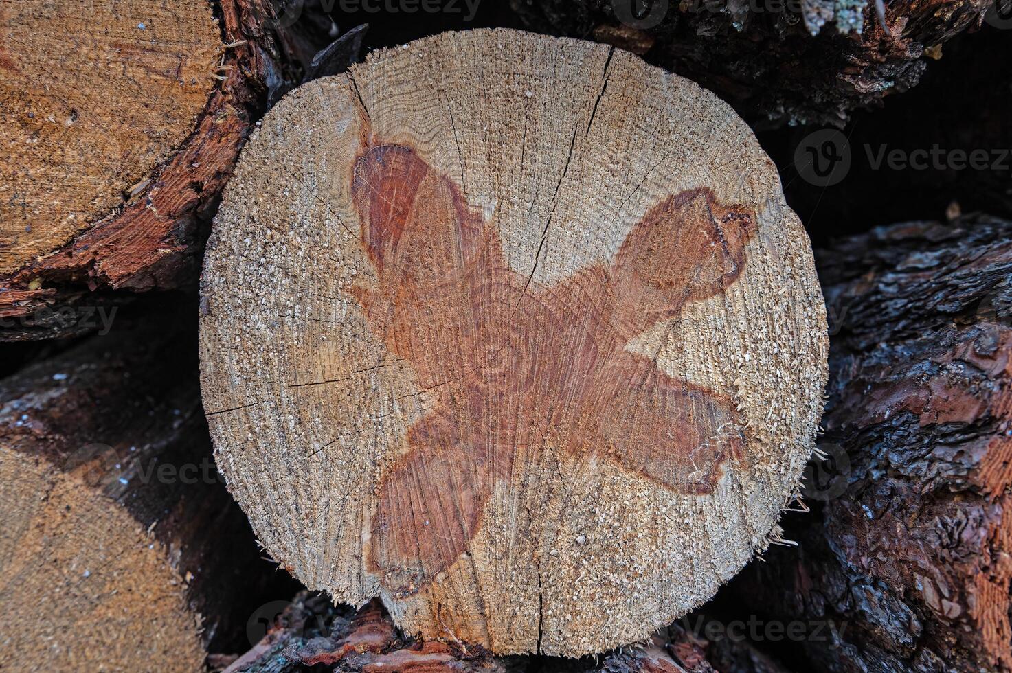 The texture of the annual rings of a pine tree stump. photo