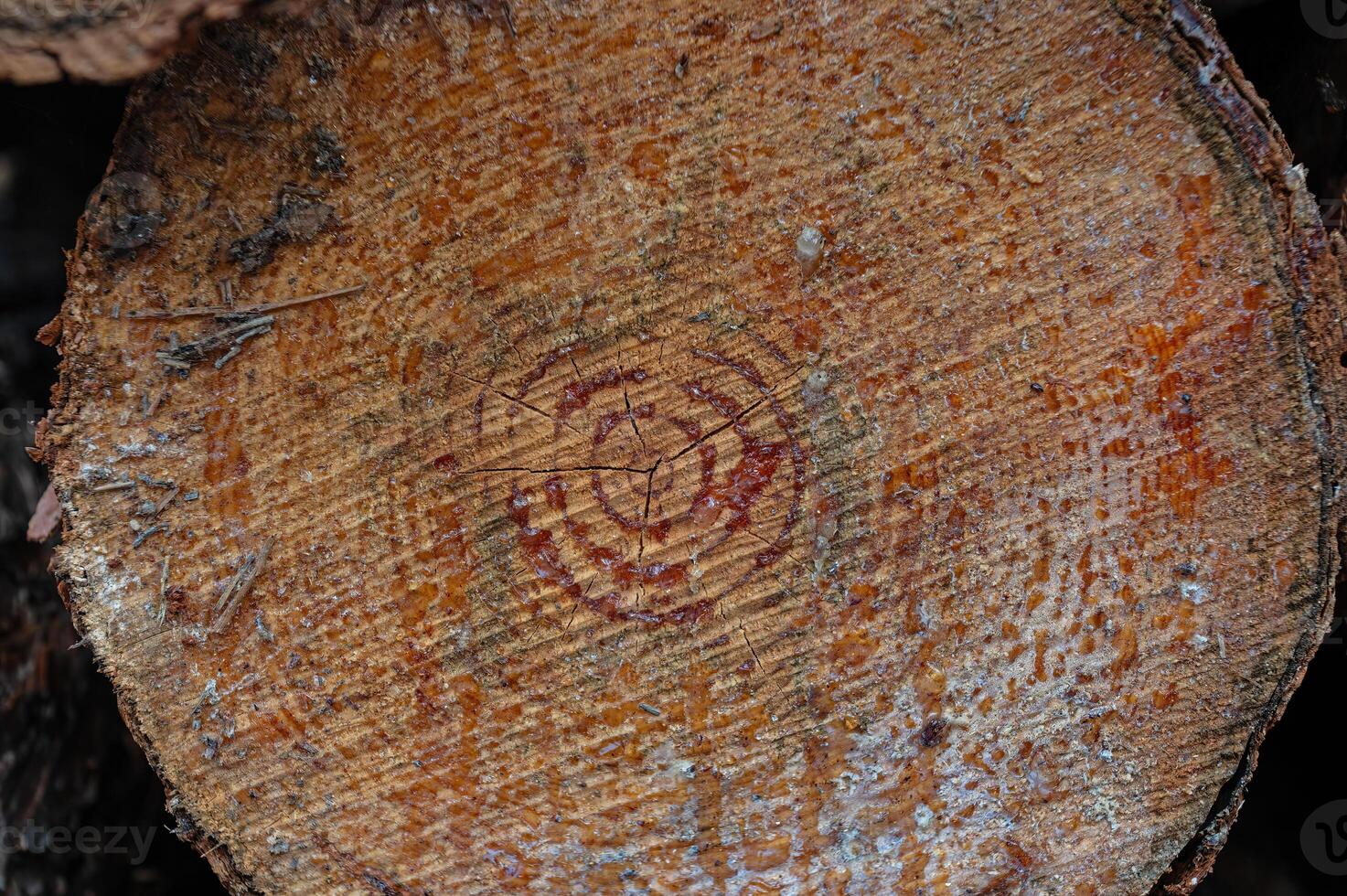 The texture of the annual rings of the pine tree stump and resin. photo