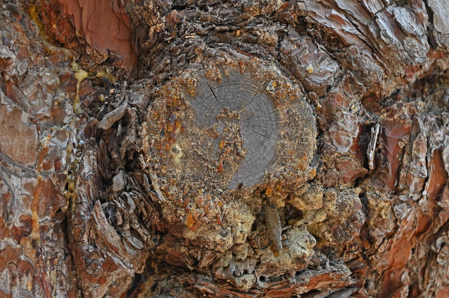 Resin on a red pine tree. photo
