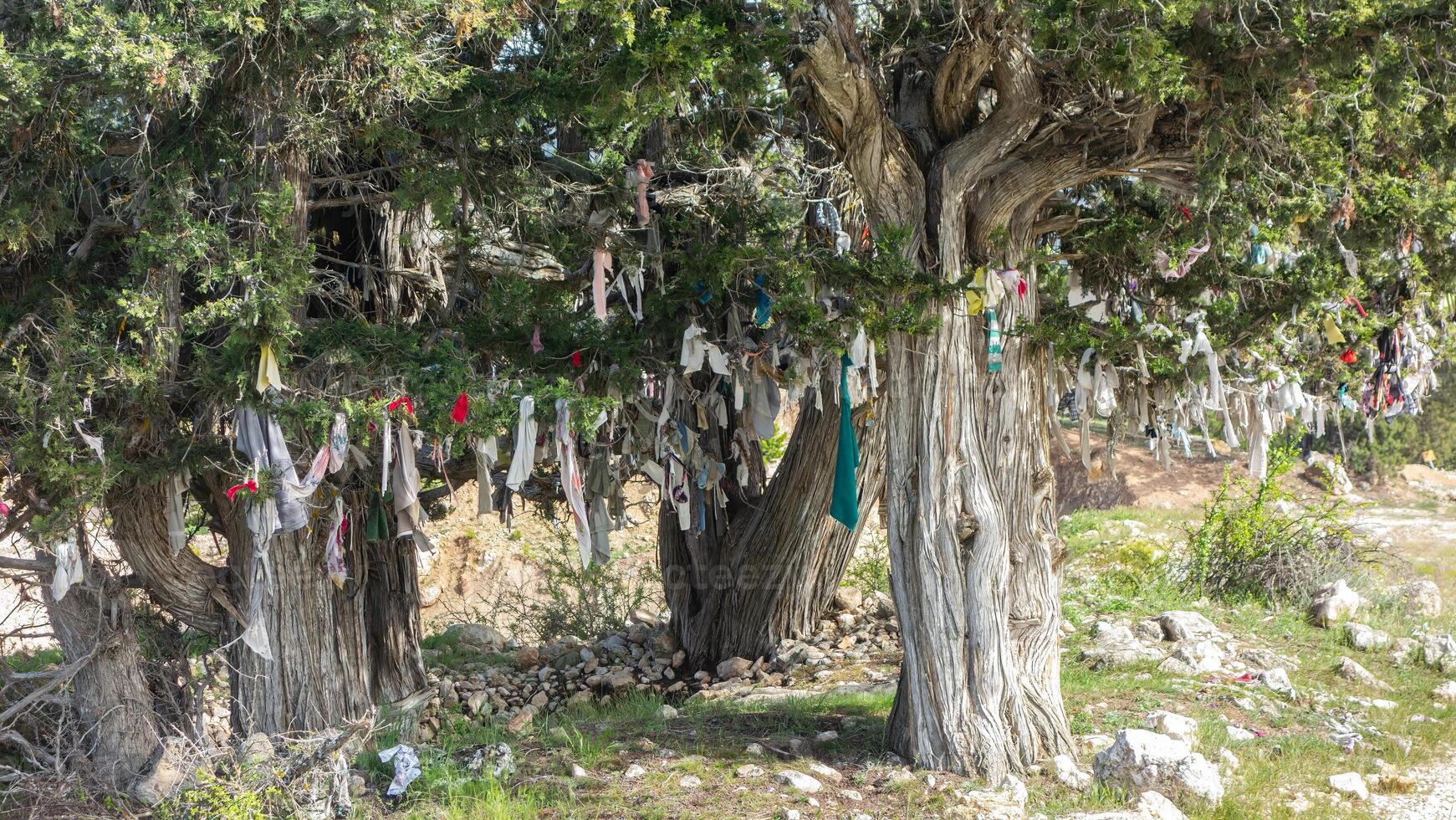 Trees with cloth tied to the branches for wishes. photo