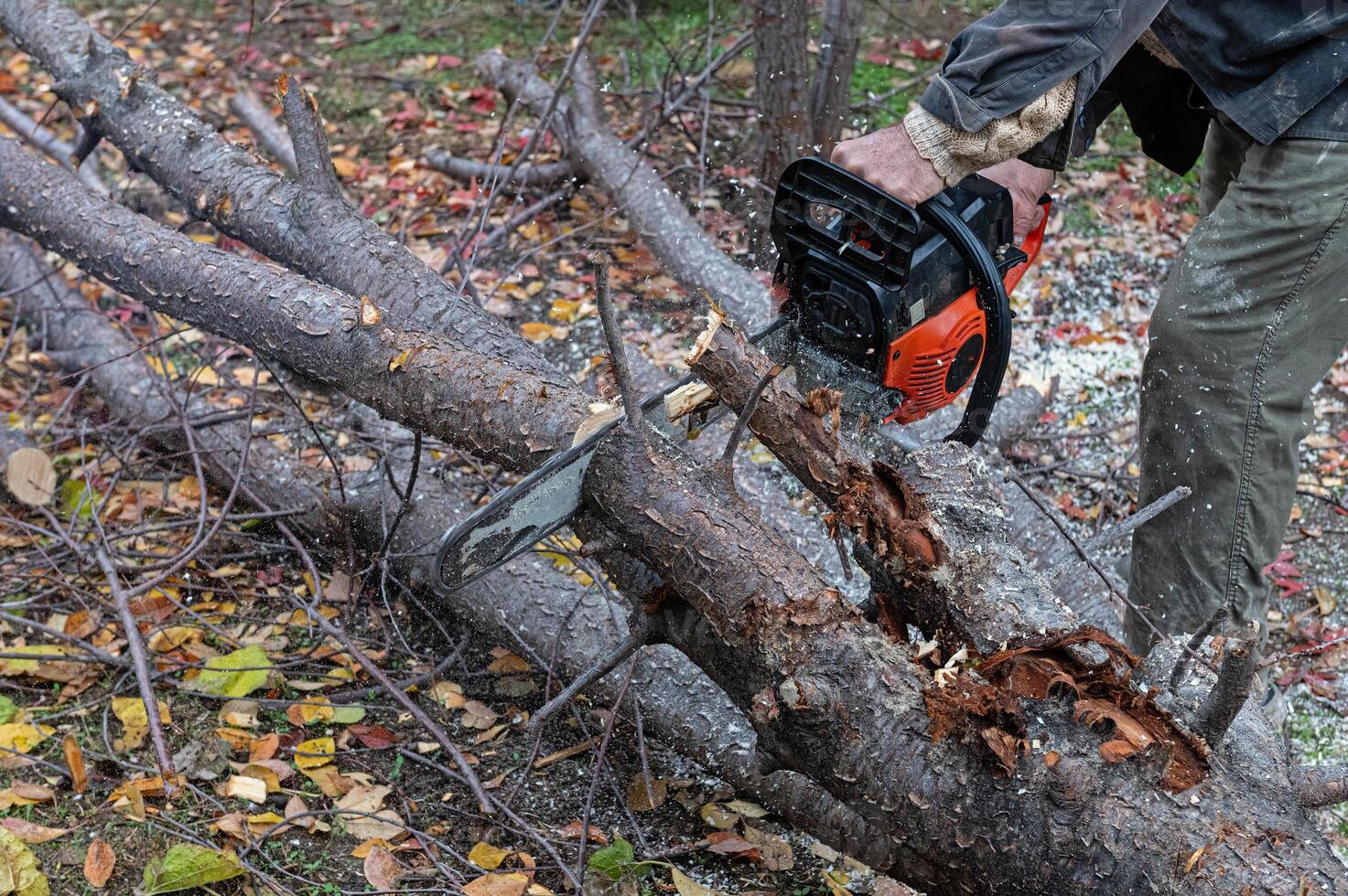 A man cutting a tree with a chainsaw. photo