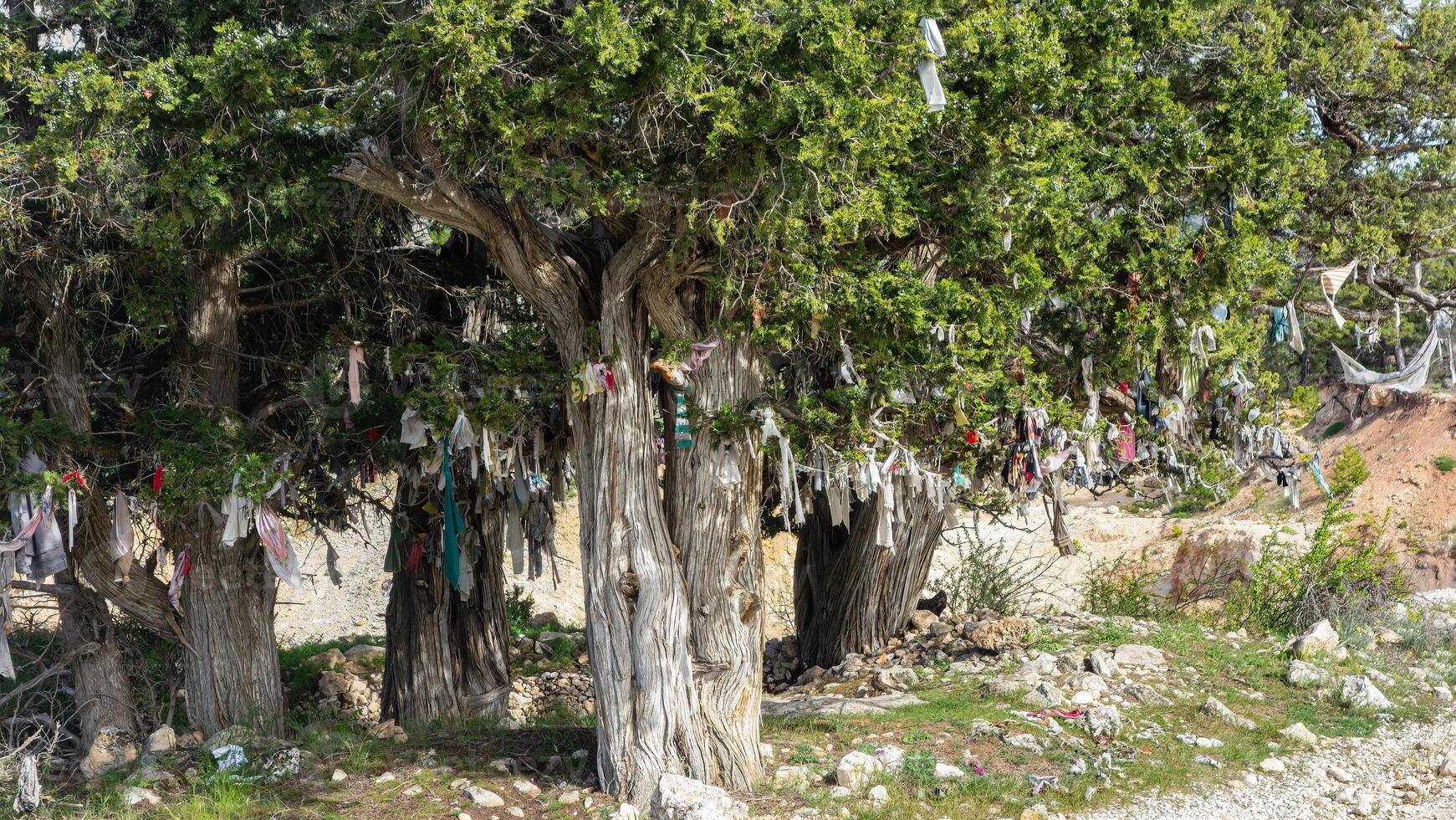 Trees with cloth tied to the branches for wishes. photo