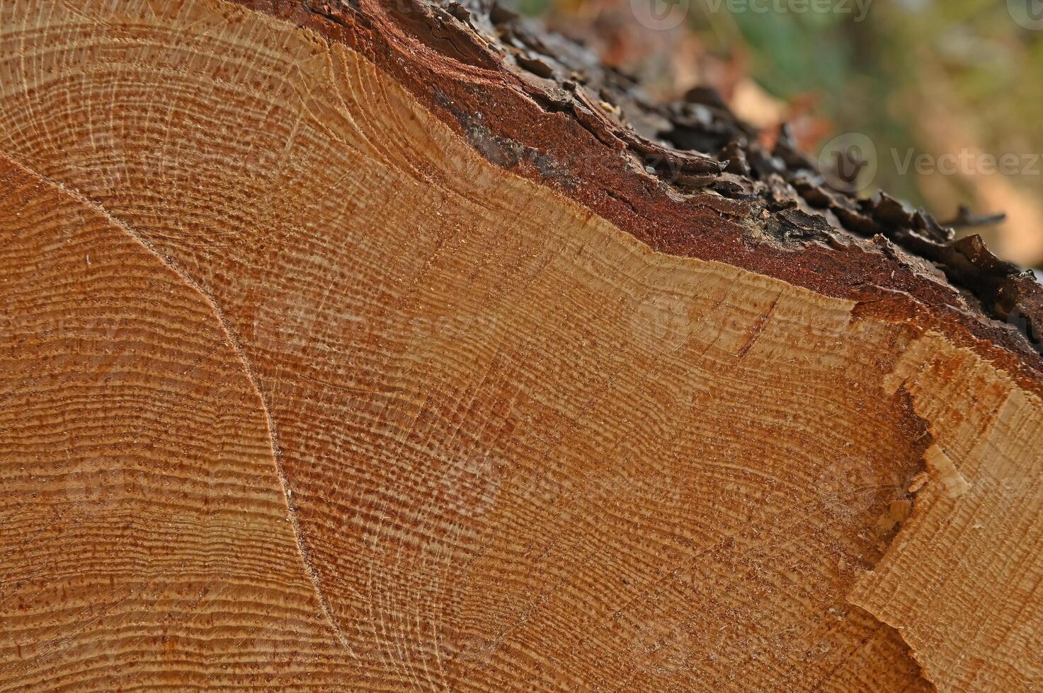 Cut pine tree stump annual rings. photo