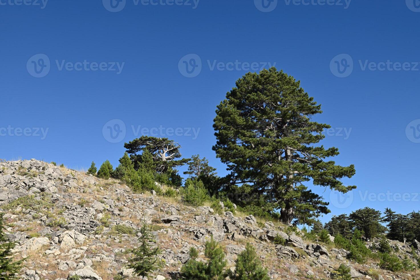 Old pine trees in the forest. photo