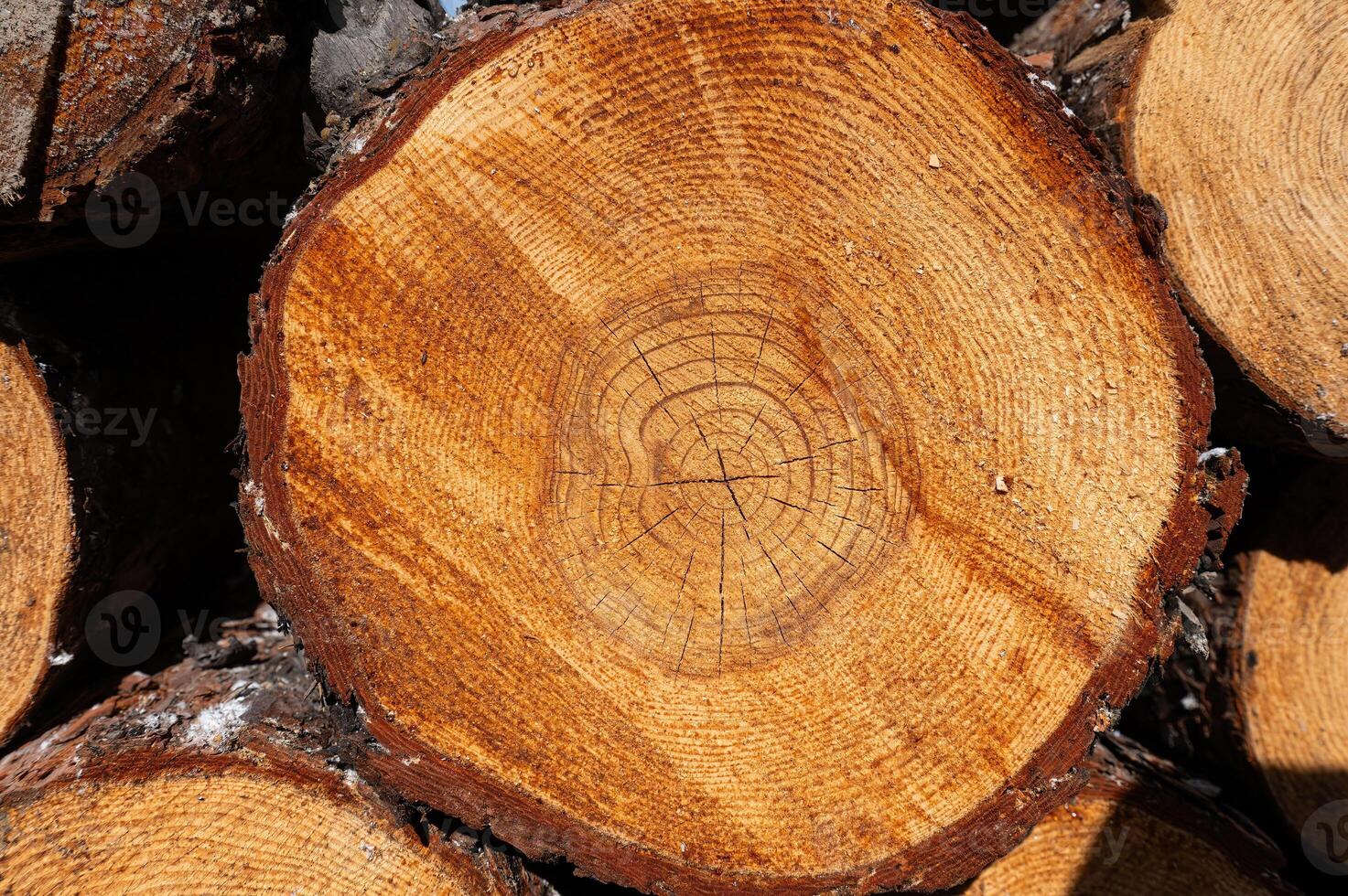 The texture of the annual rings of a pine tree stump. photo