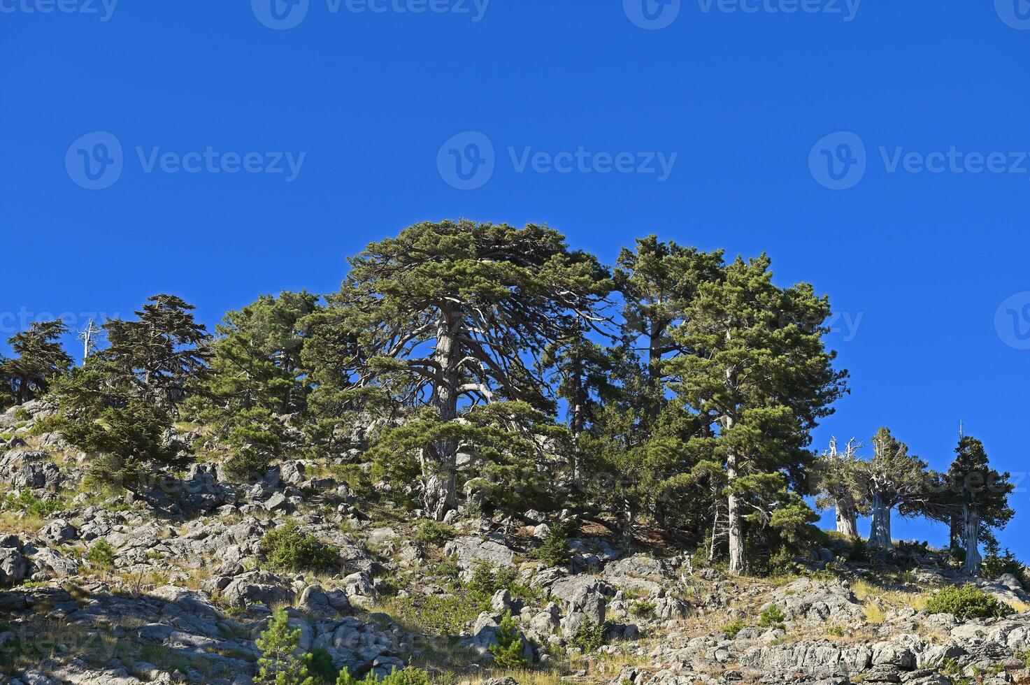 Old pine trees in the forest. photo