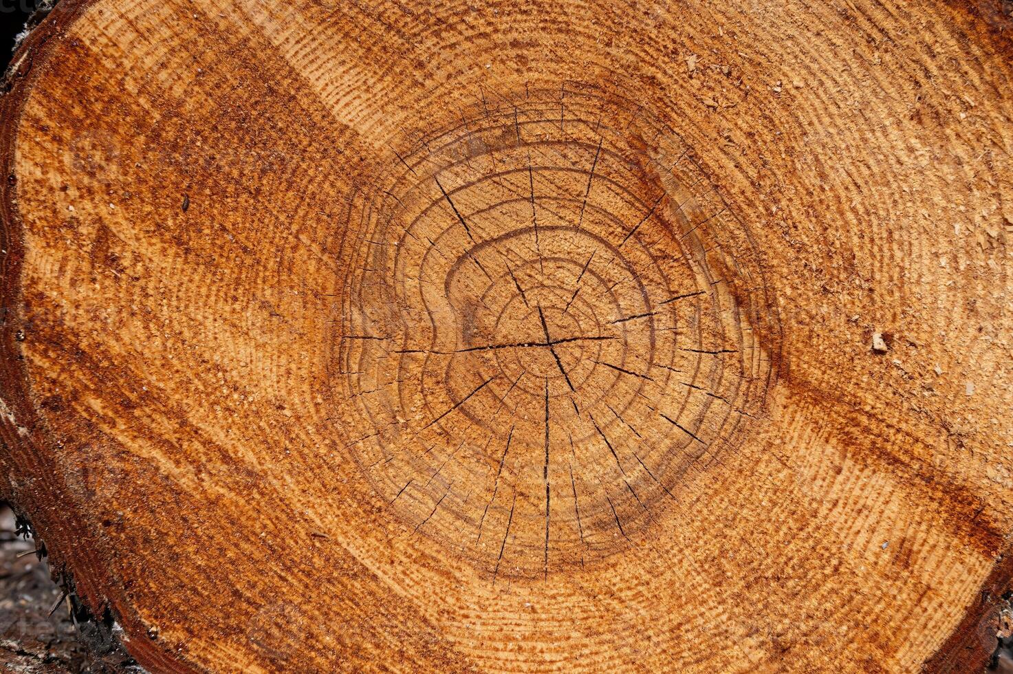 The texture of the annual rings of a pine tree stump. photo