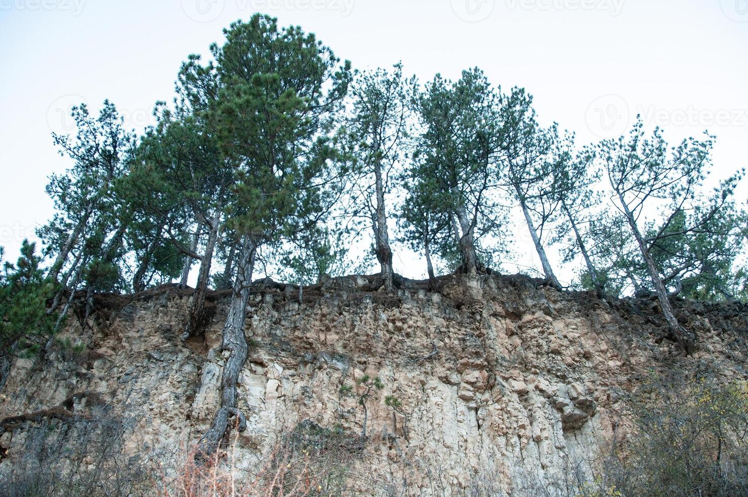 Pine trees with exposed roots. photo