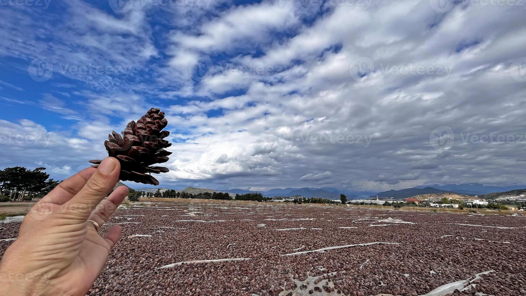The man is holding a pine cone, blue sky and clouds. photo