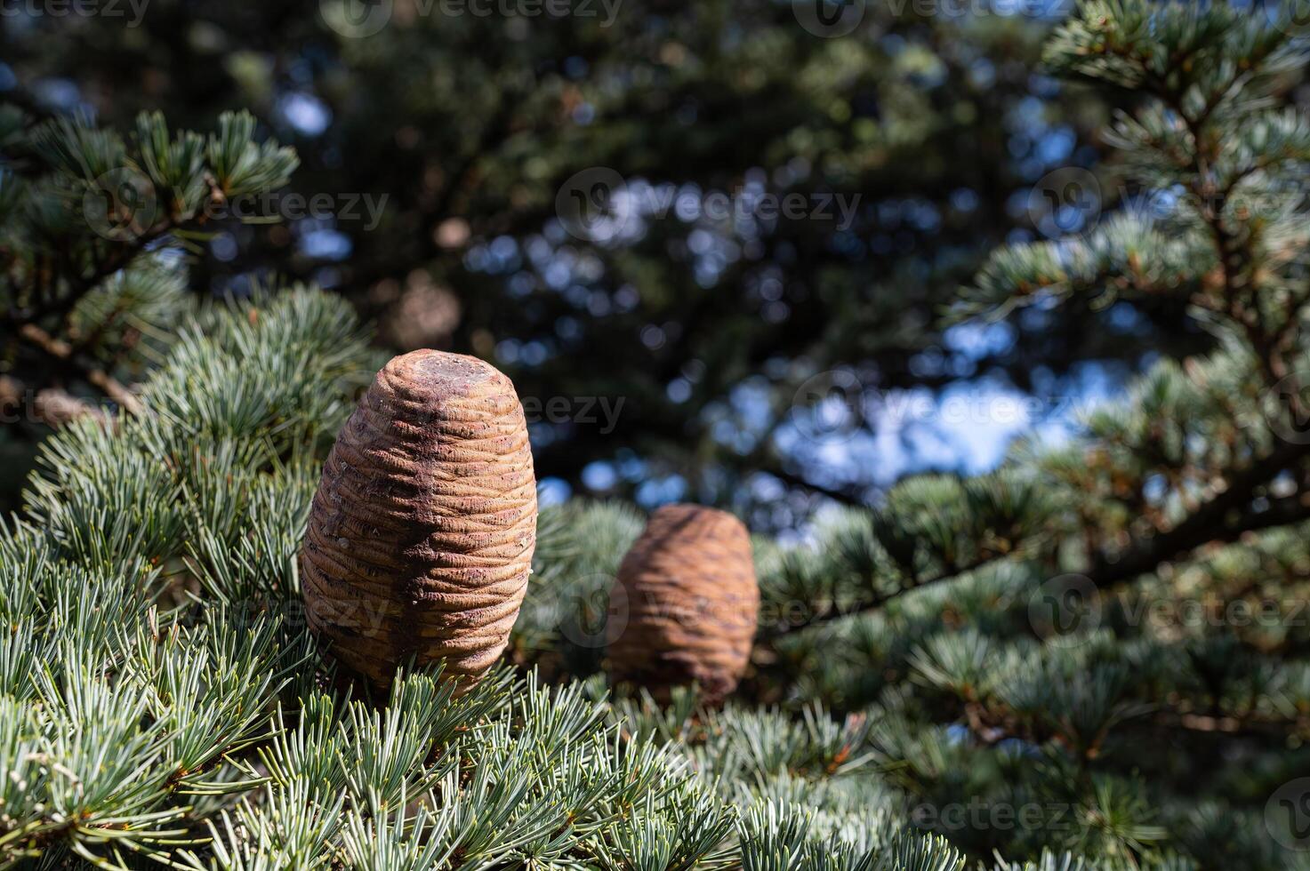 Fresh cones on the branch of a cedar tree. photo