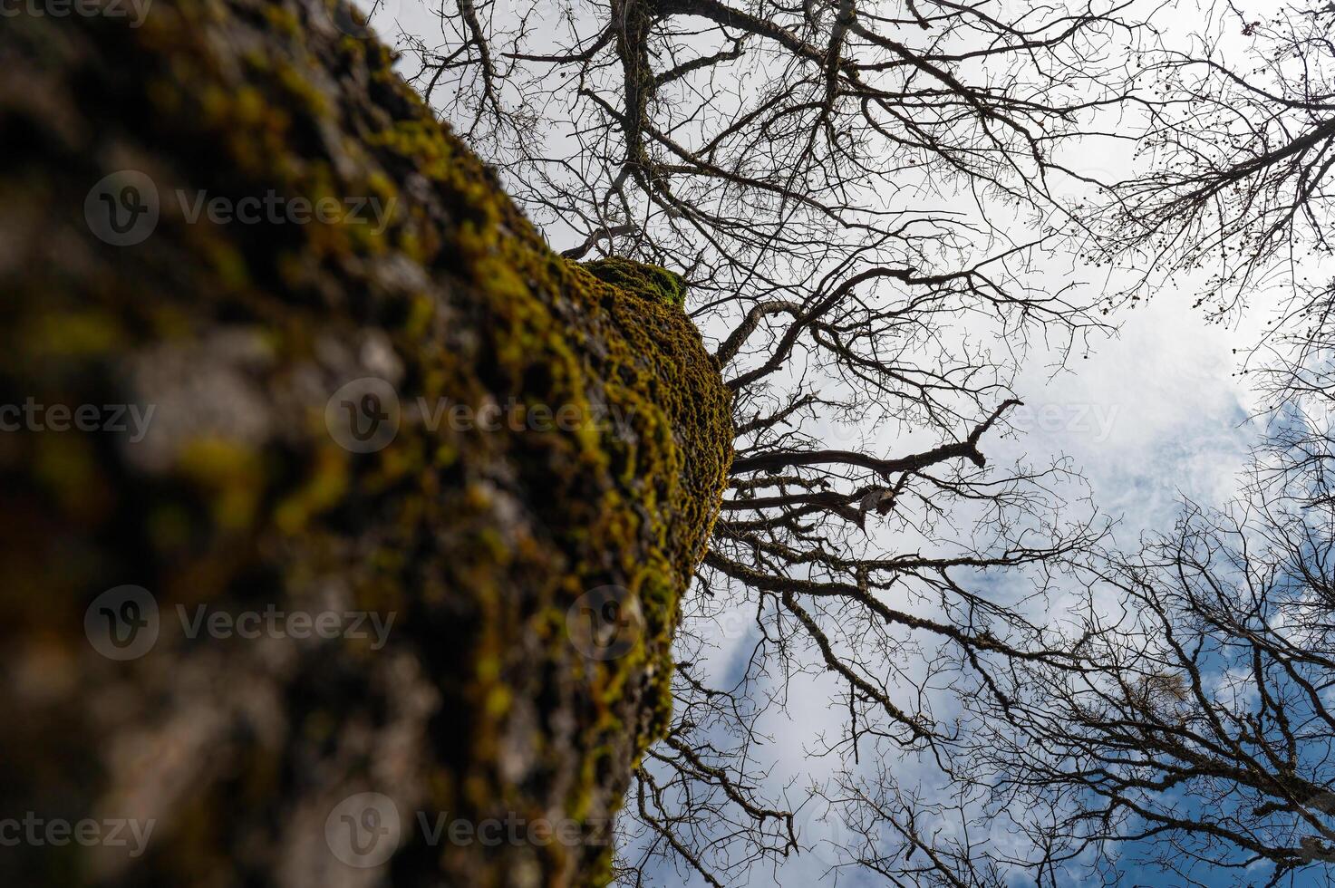View of the treetops from bottom to top. photo
