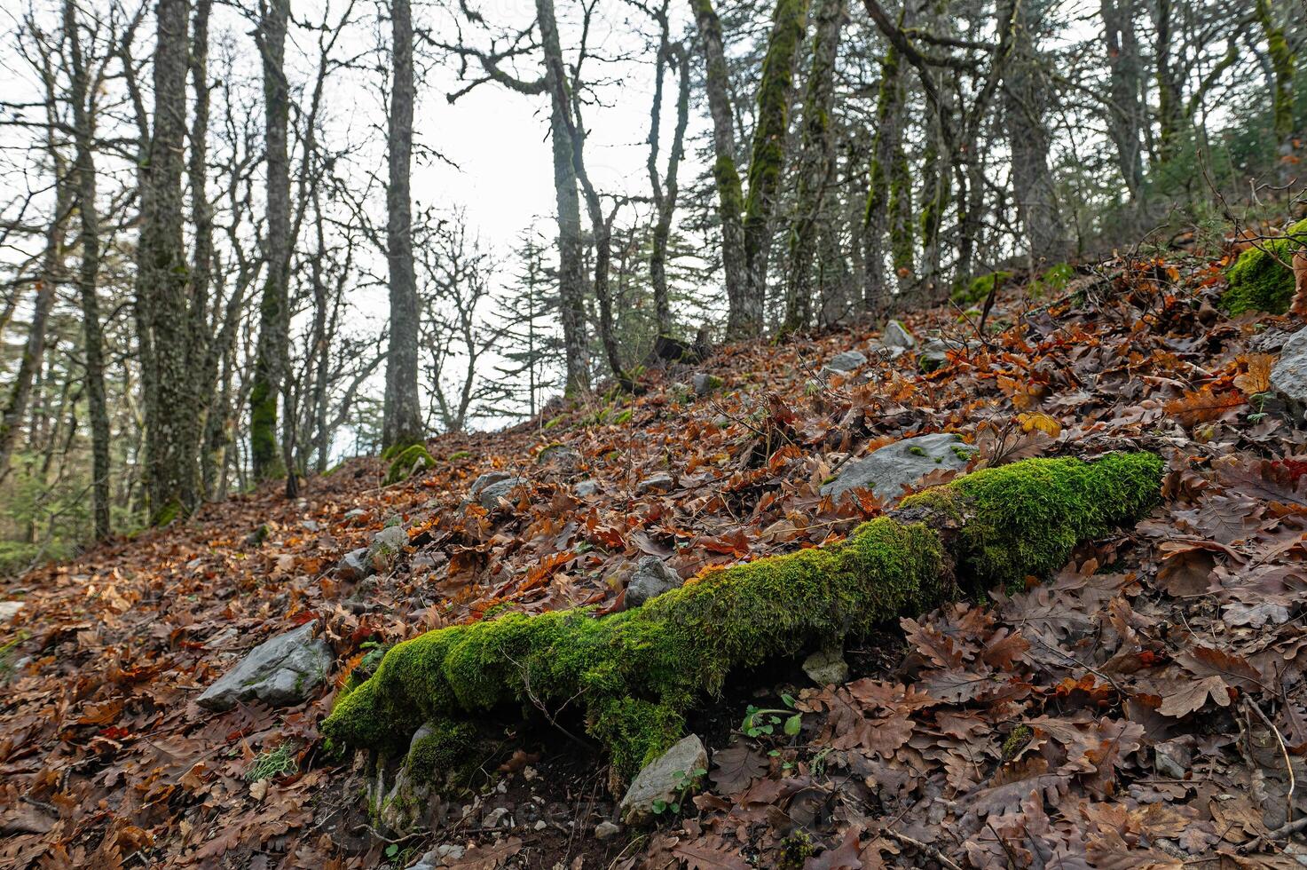 Oak tree root covered with green coloured moss in Quercus vulcanica forest. Leucobryum glaucum. photo
