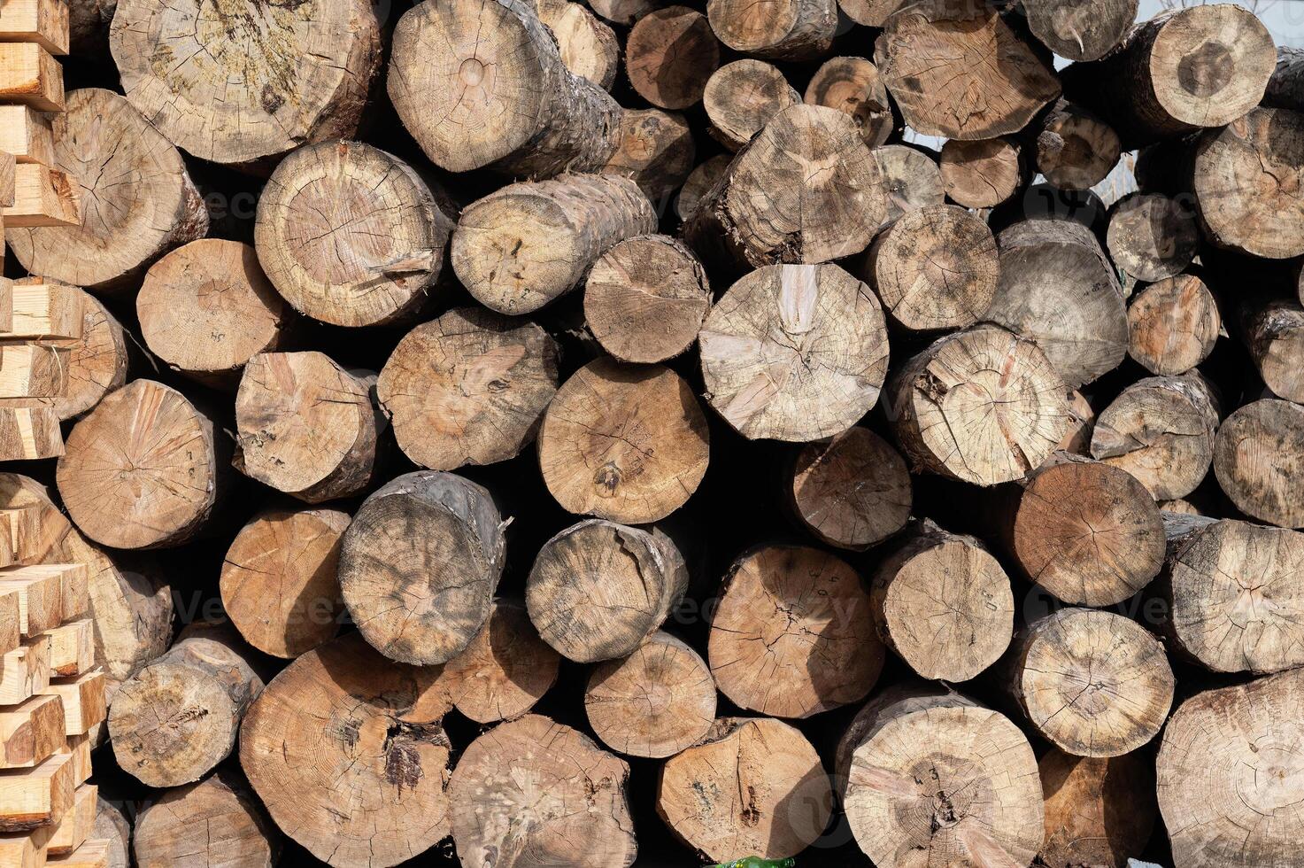 Cut trees stacked in a pile, close-up. photo