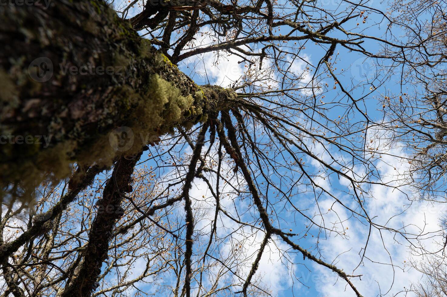 Sky angled tree branches, cloudy sky. photo