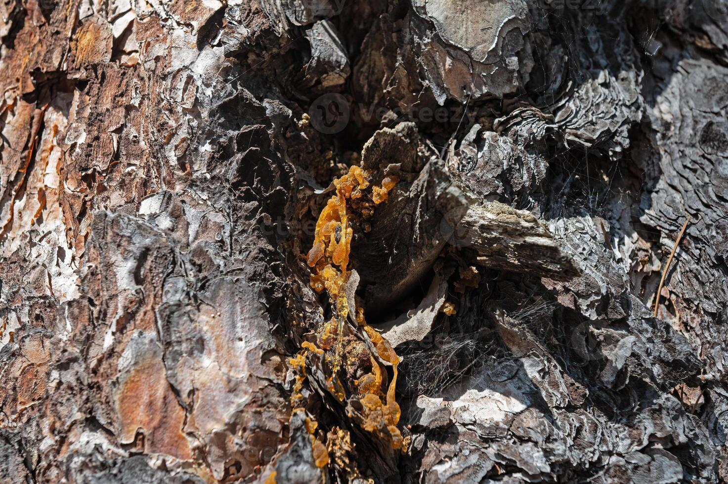 The natural plant texture of a brown pine tree cut in nature with white resin drops. photo